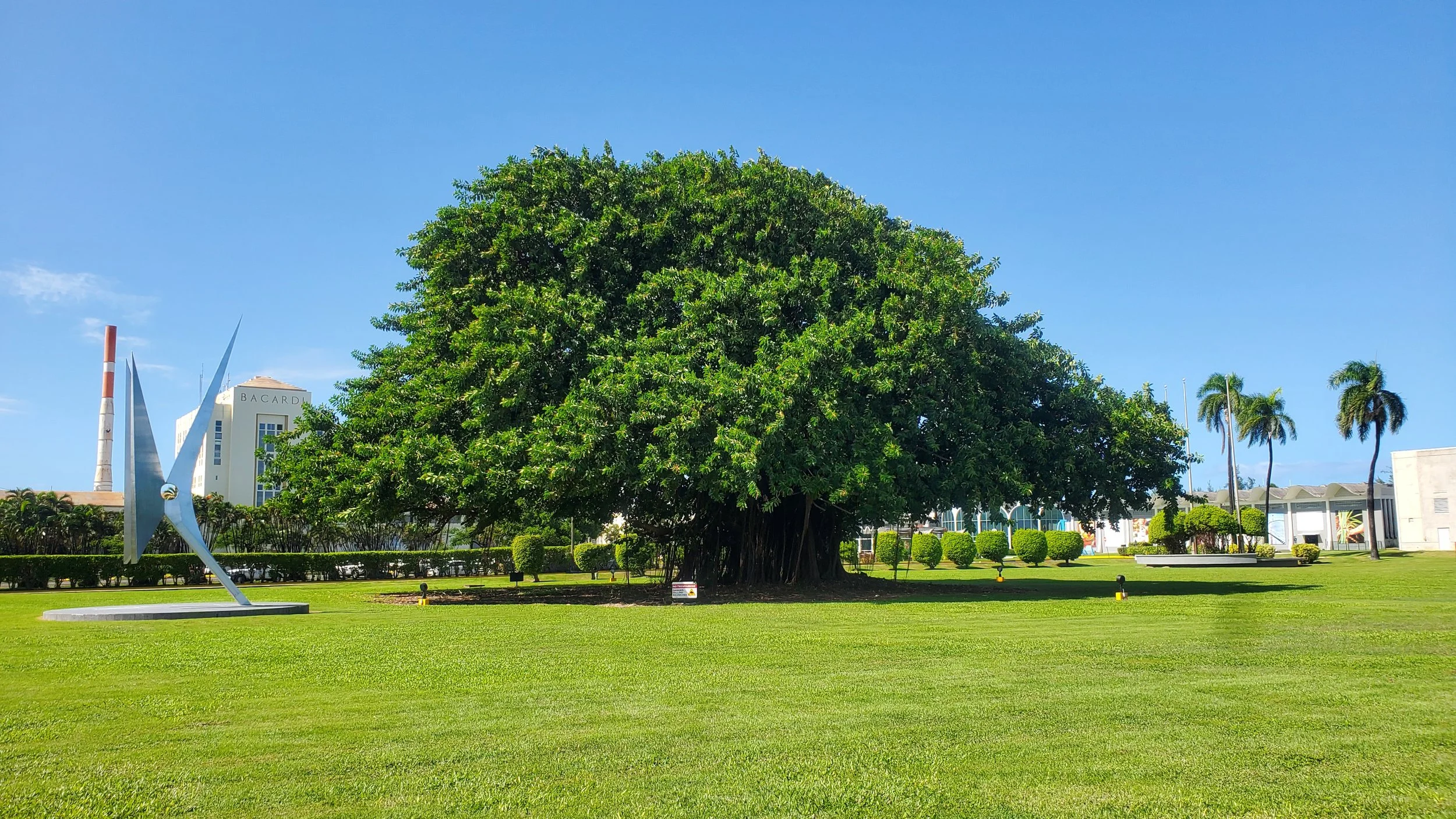big banyan tree at casa bacardi