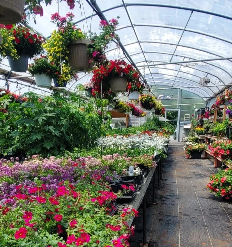 greenhouse in virginia with pink and purple flowers.JPG