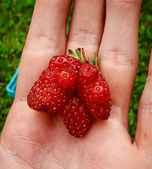 weird looking strawberry in hand.JPG