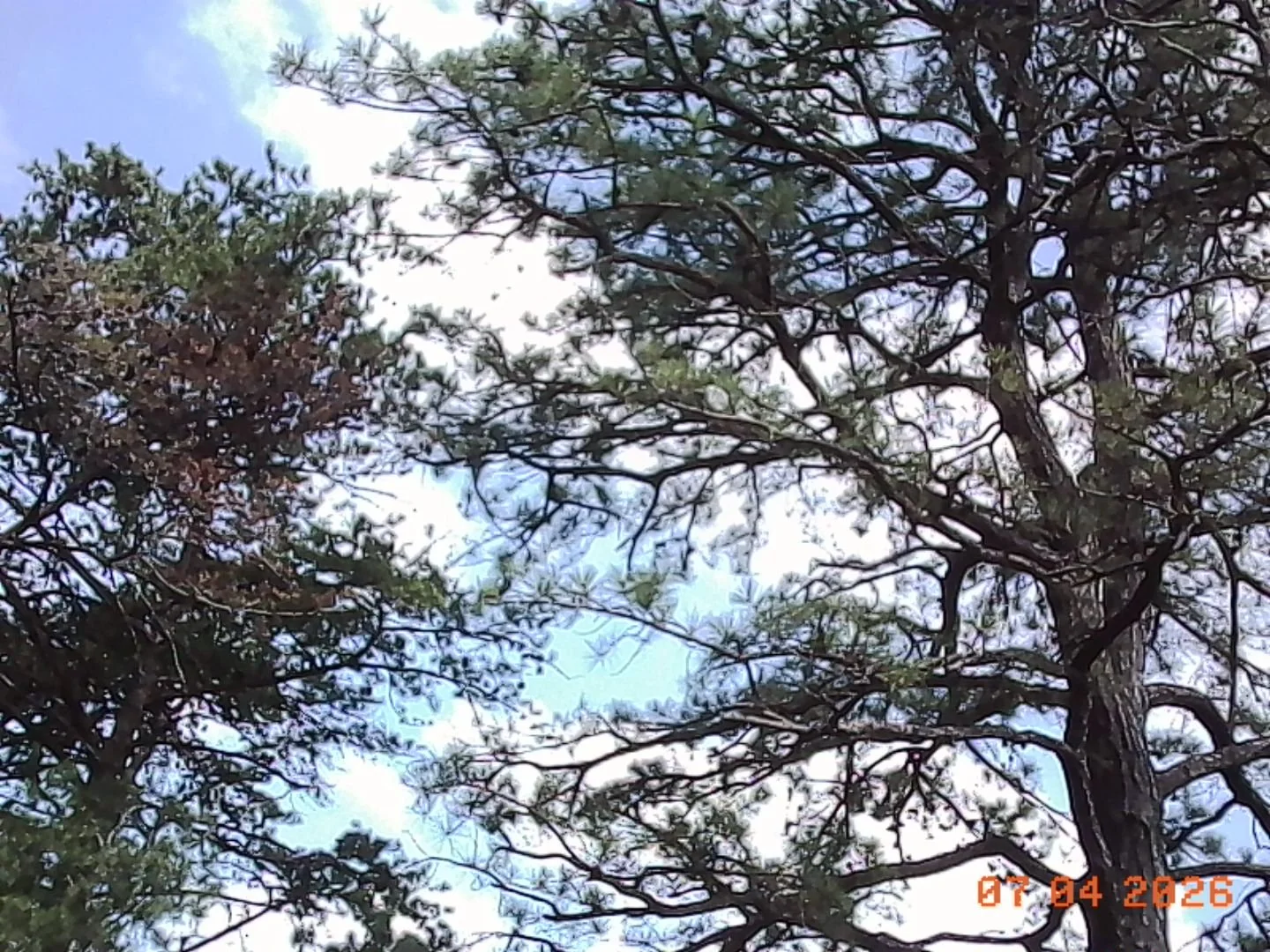 picturesque trees eastern kentucky with sky in background.jpg