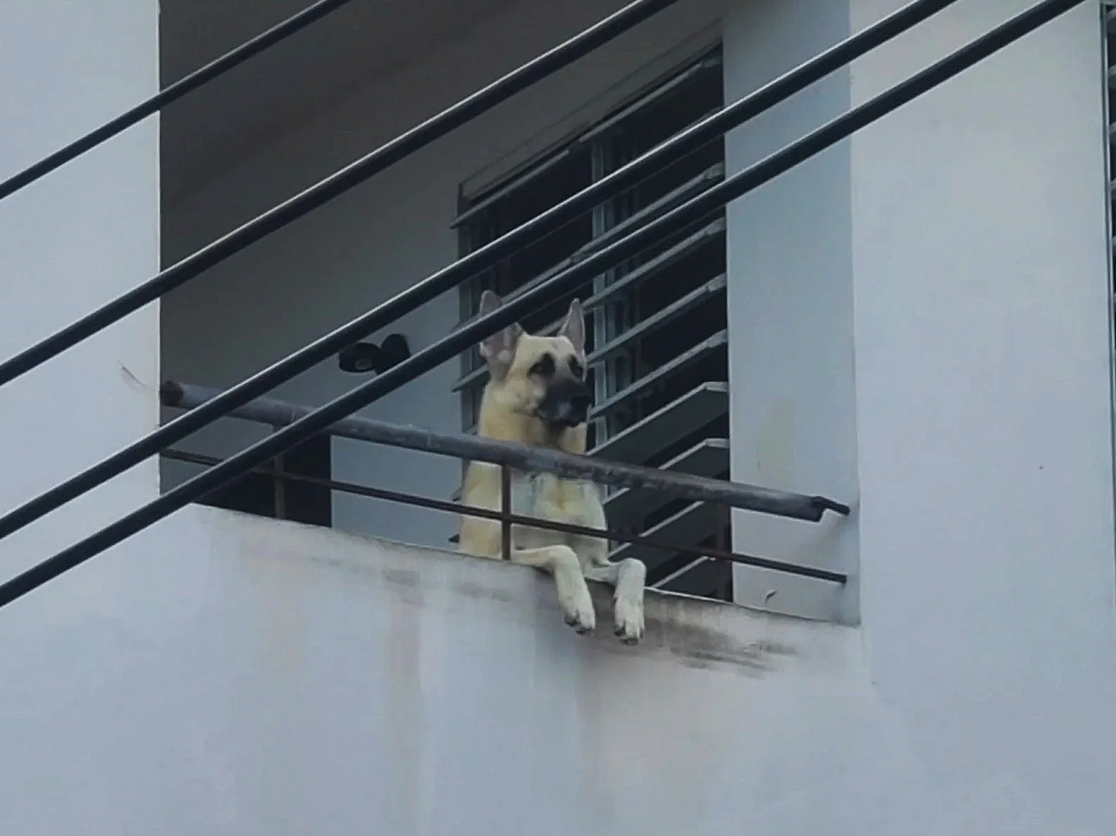 dog watching traffic from outside balcony puerto rico