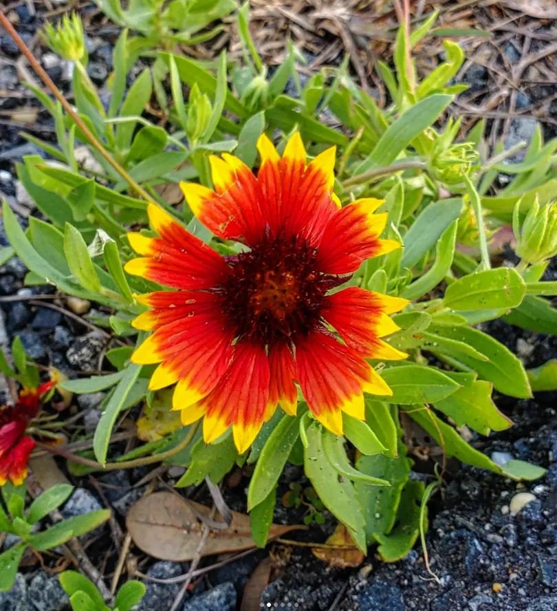 red flower with yellow tips cape hatteras north carolina.JPG