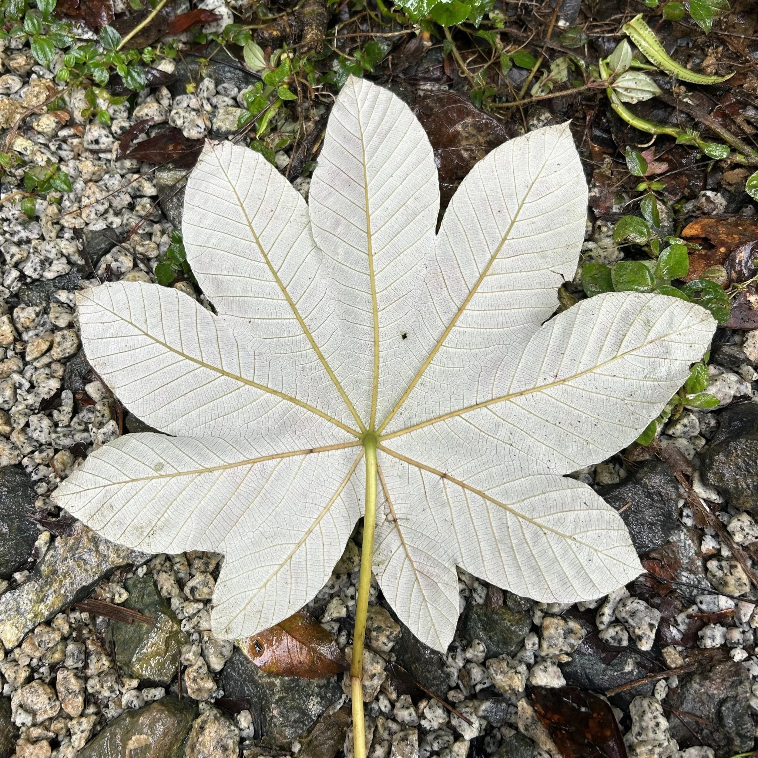 underside of the paper tree leaf el yunque puerto rico