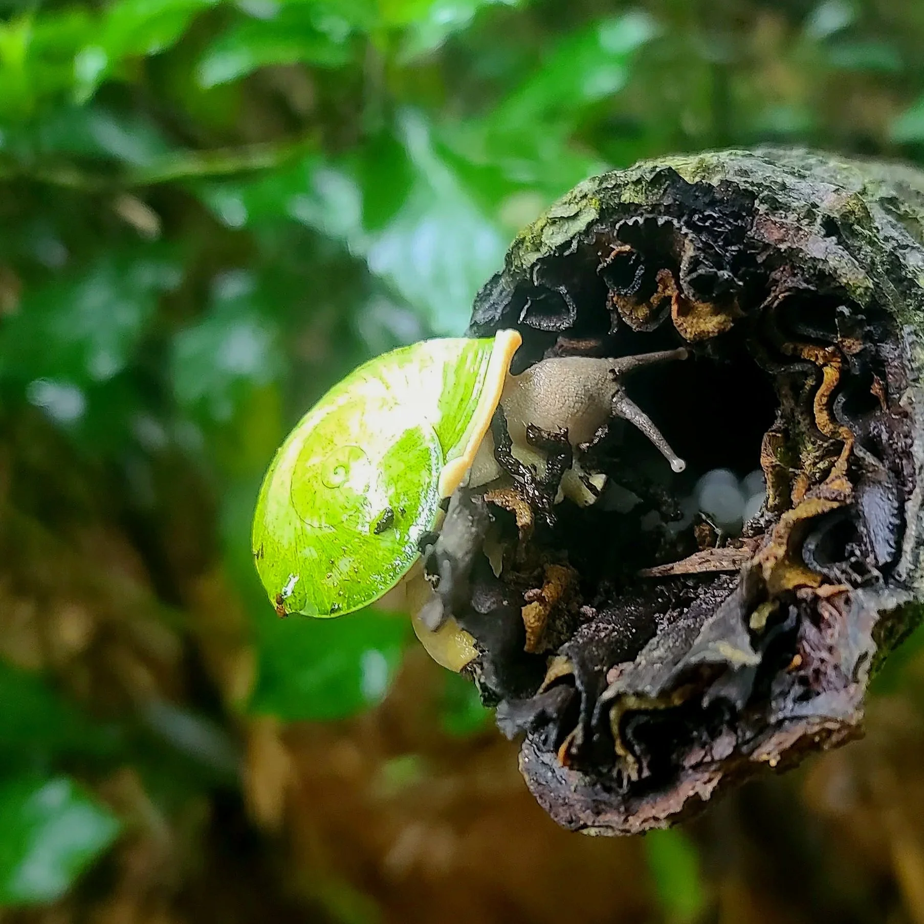 big snail on stick el yunque puerto rico