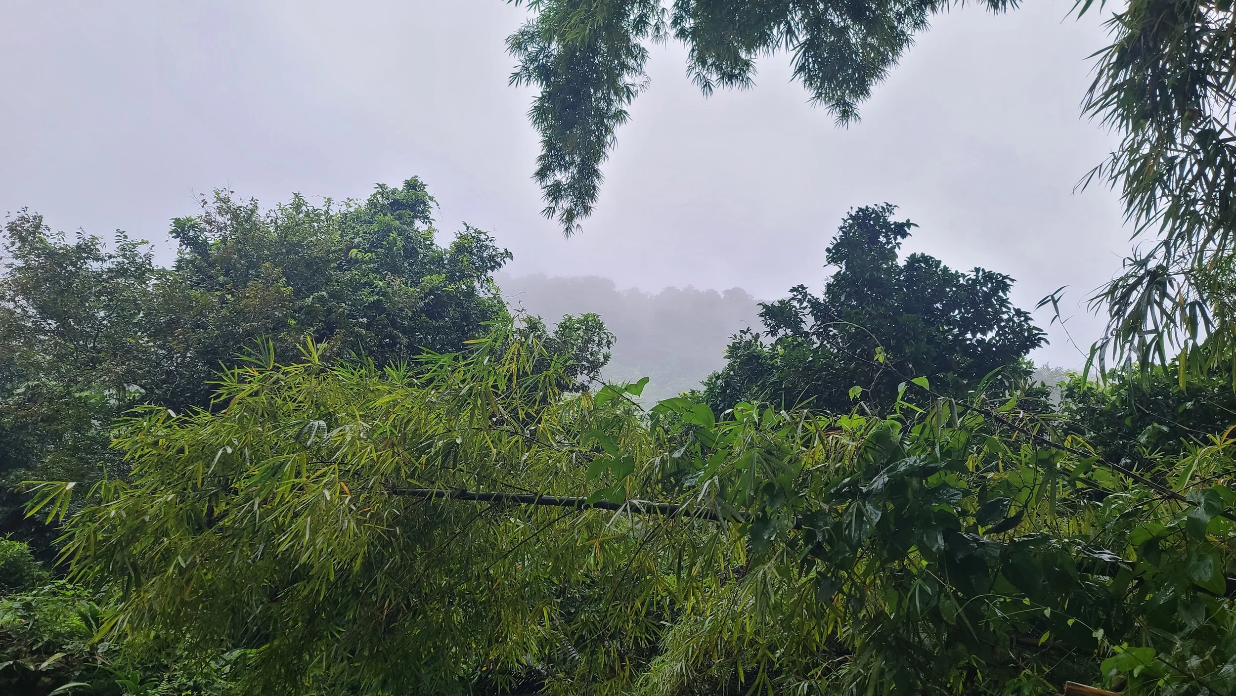 foggy mountain landscape in el yunque puerto rico