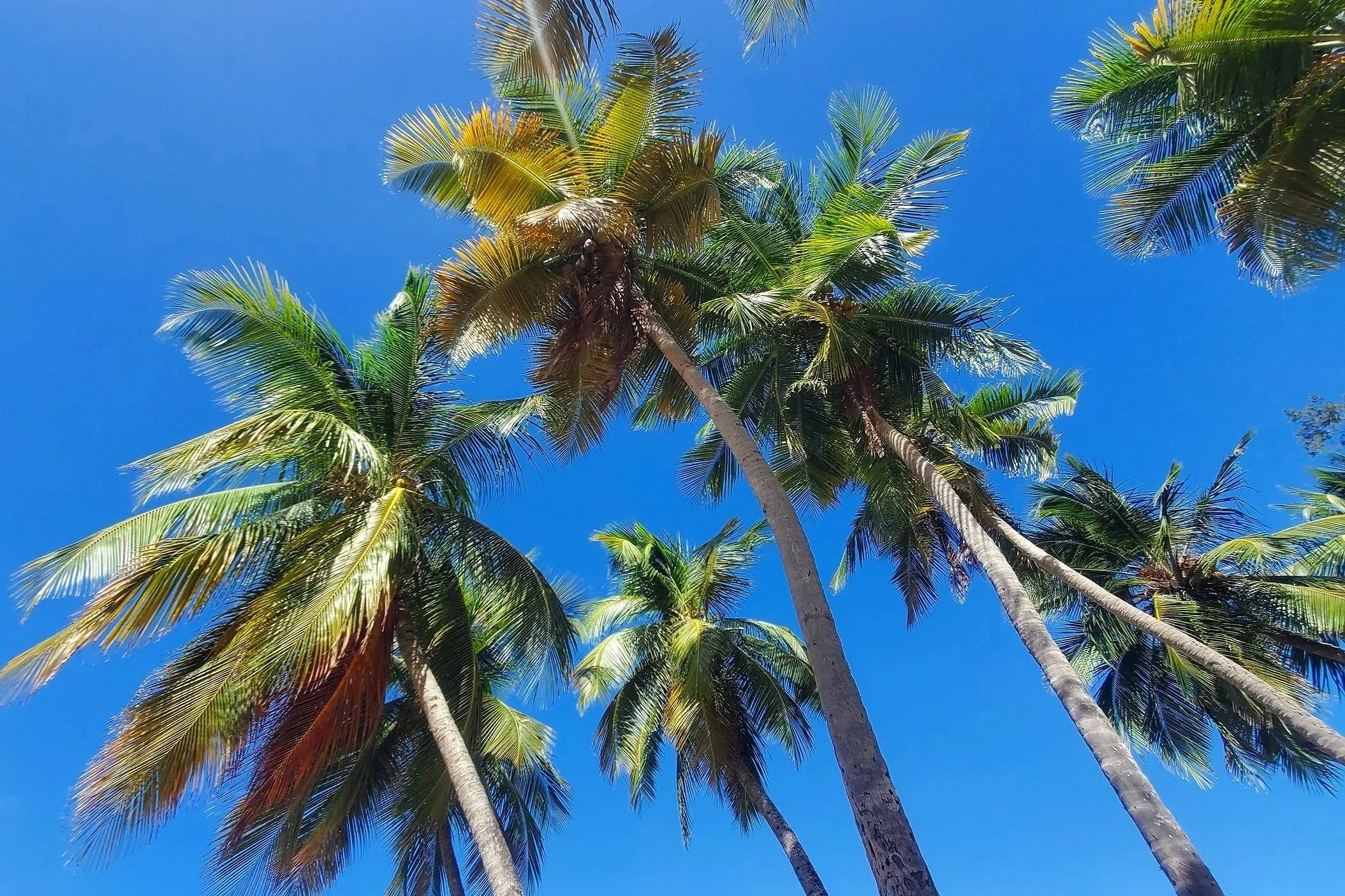 palm trees at escambron beach puerto rico