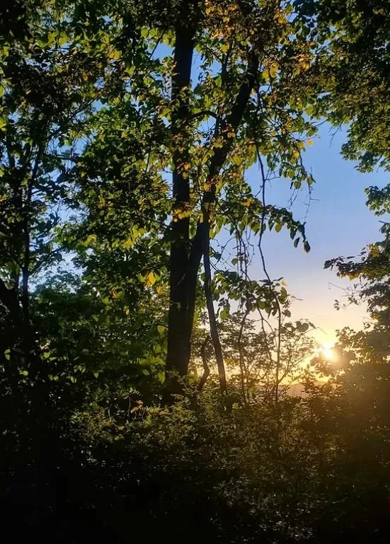 sunset shining through woods and plants and trees.JPG