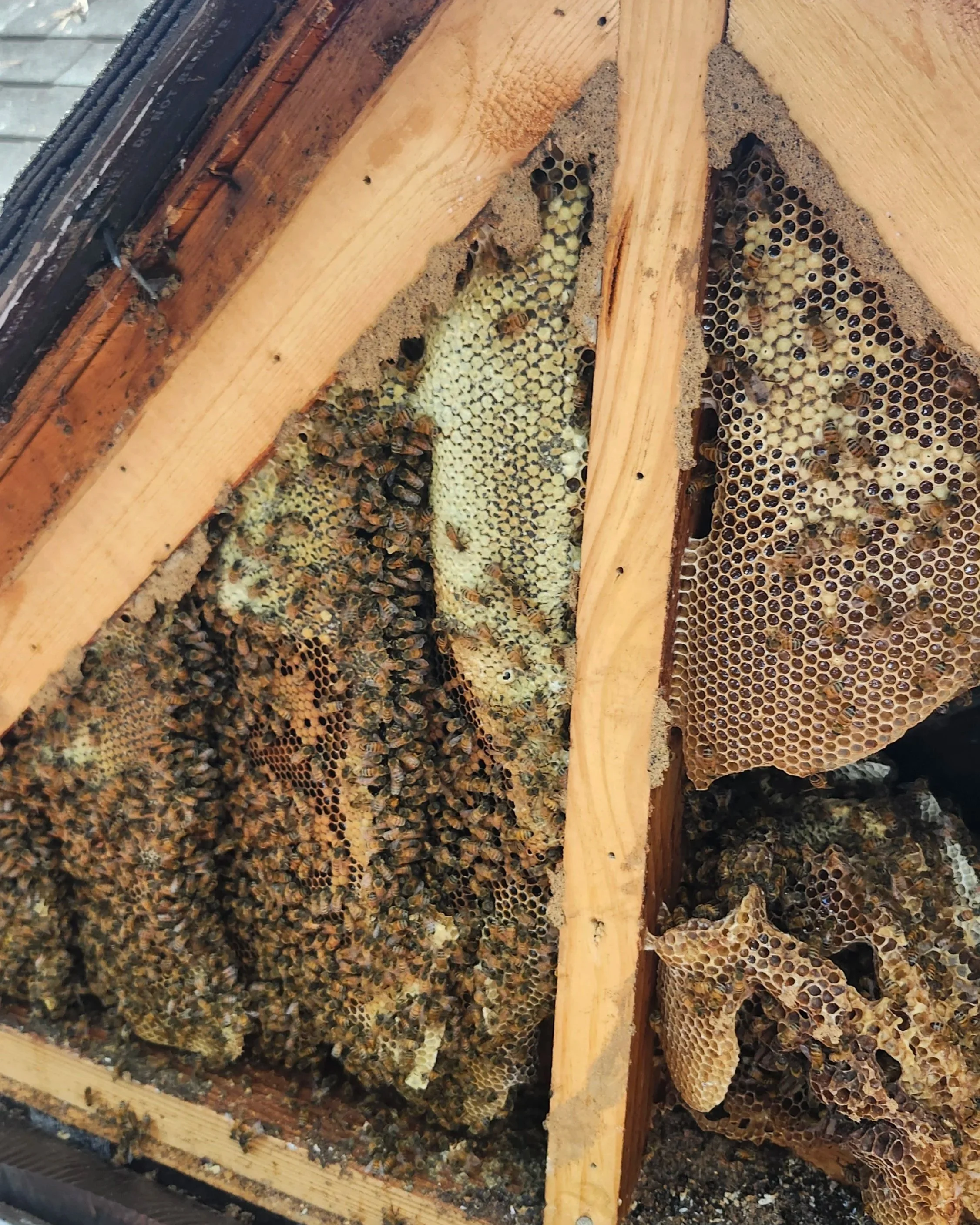 Close-up image of honeybee hive with bees working on honeycomb in house dormer.