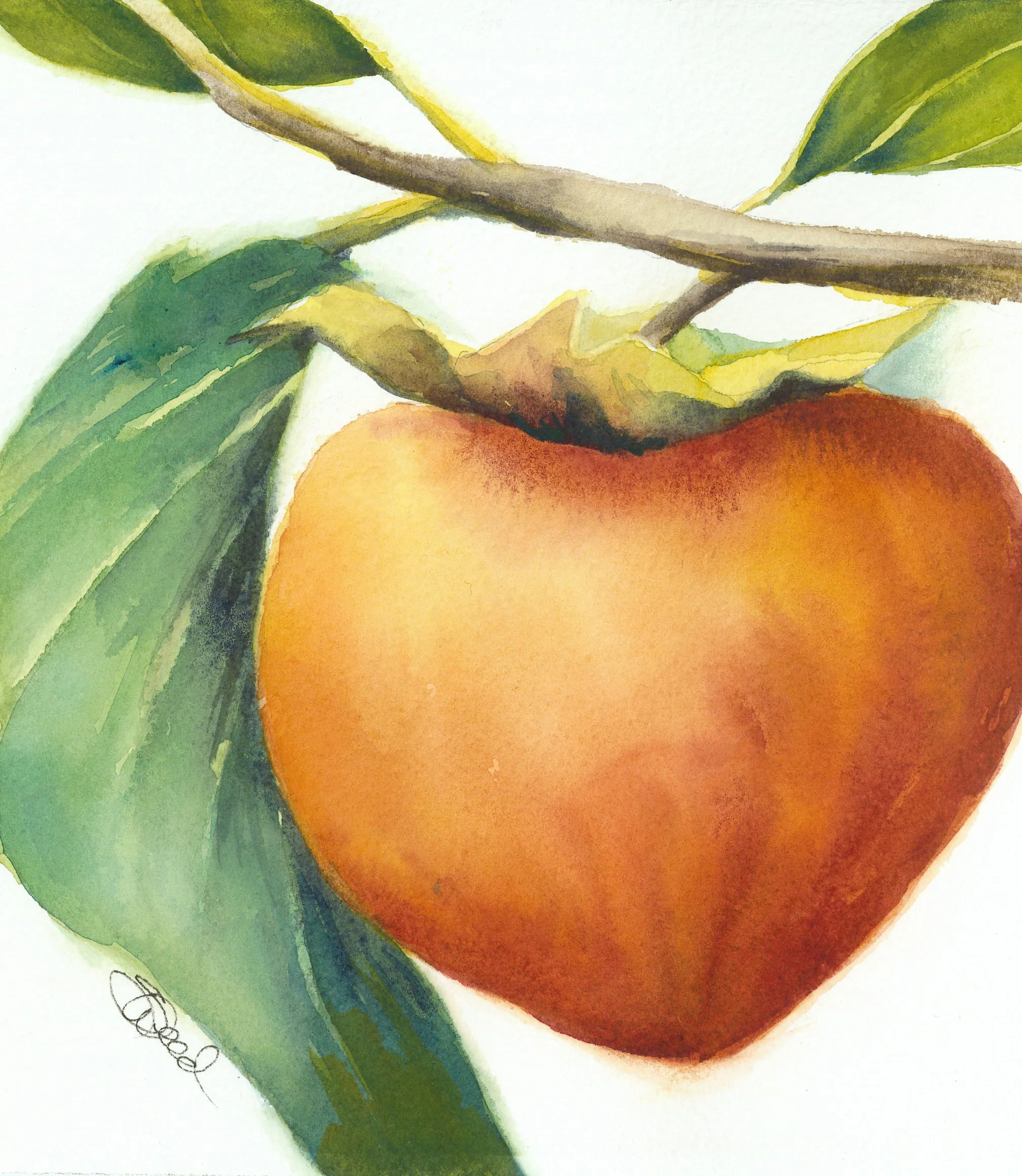  Nectarine 
 8 in x 6 in (20 cm x 15 cm)
 Watercolor