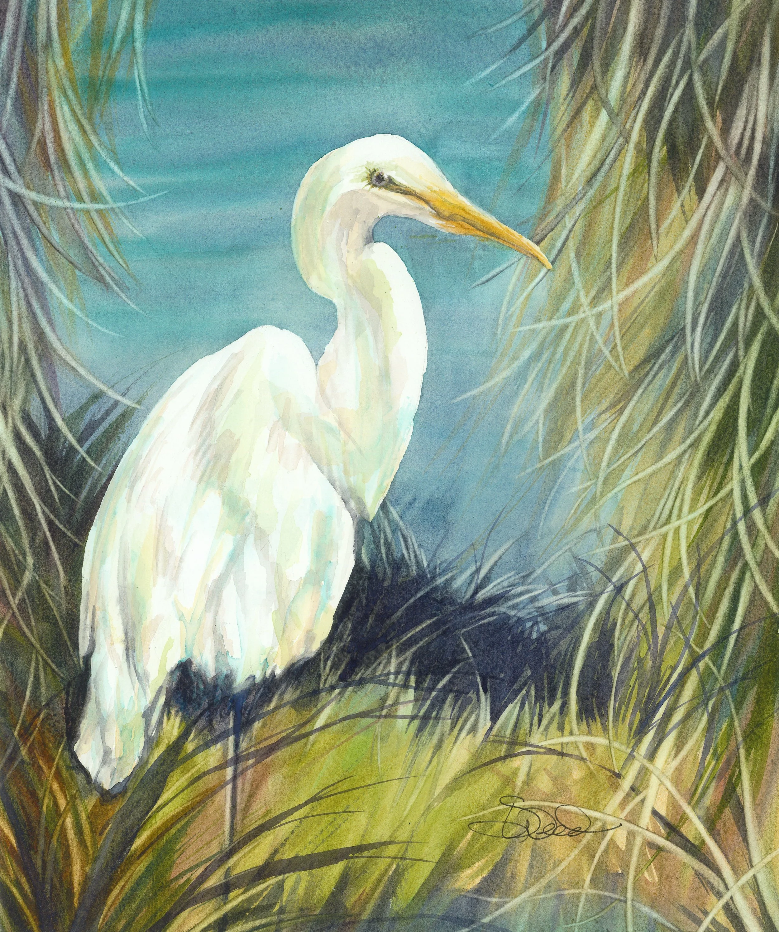  Great Egret 
 14 in x 11 in (36 cm x 28 cm)
 Watercolor