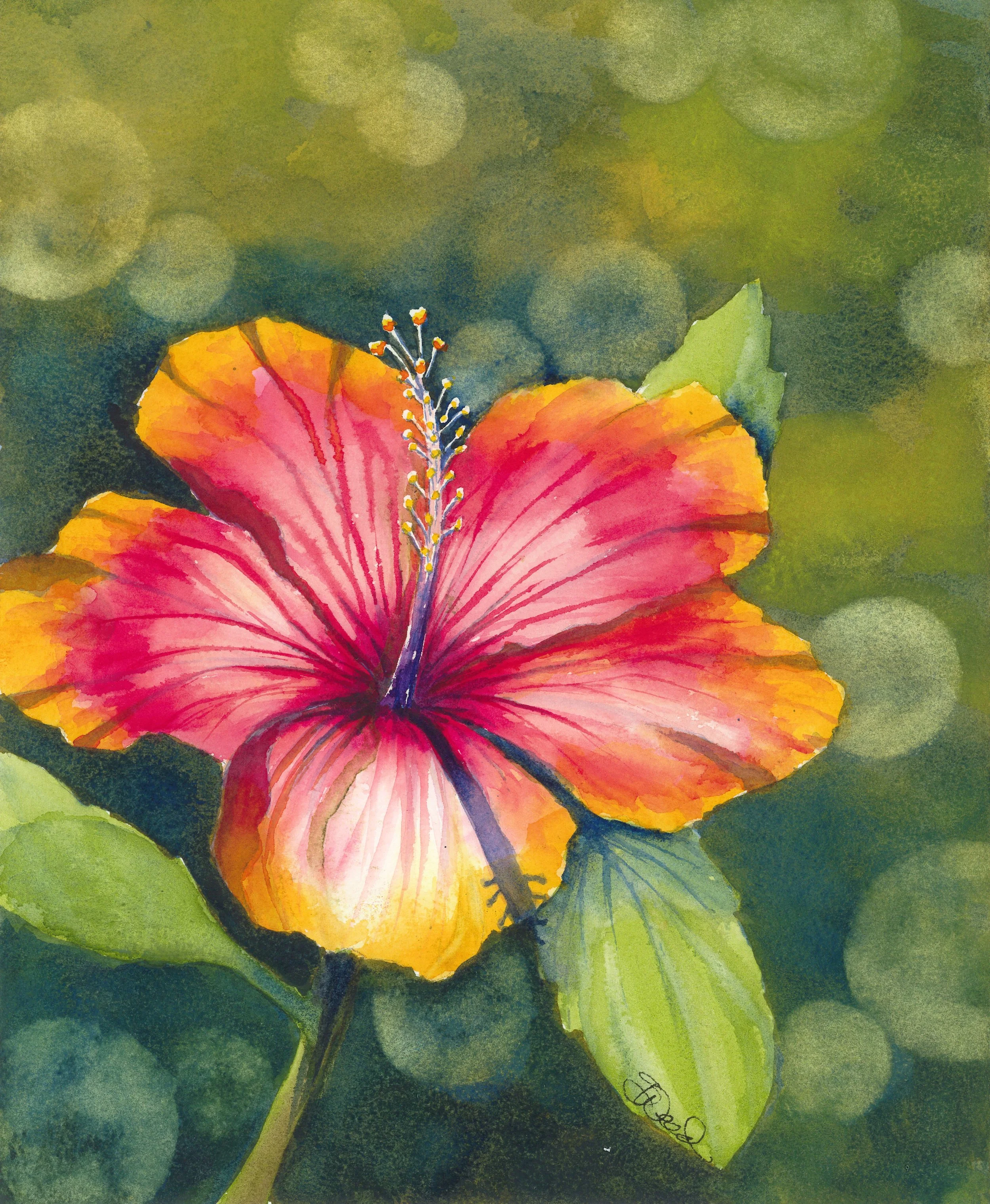  Hibiscus Bloom 
 14 in x 11 in (36 cm x 28 cm)
 Watercolor