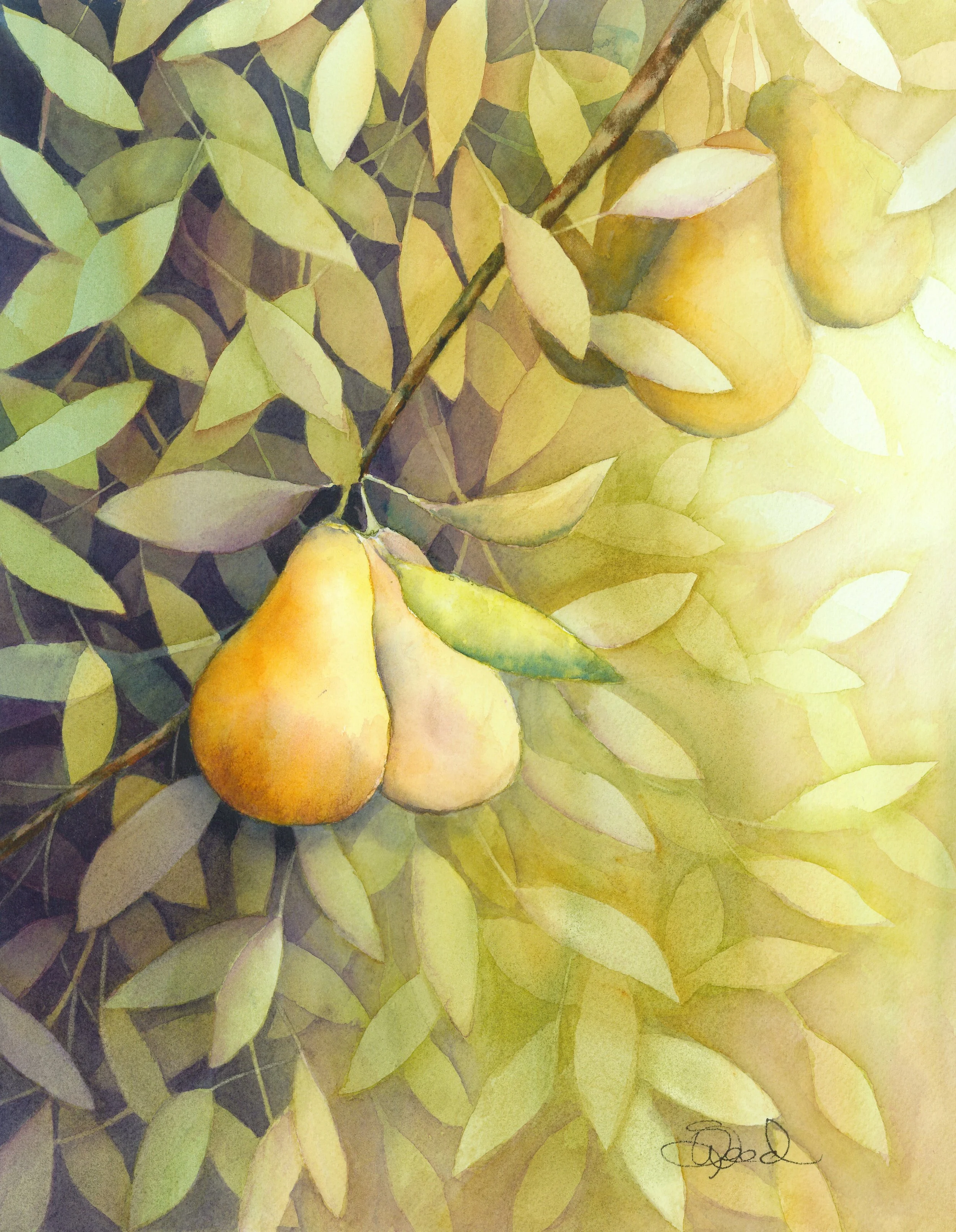  Sun-Ripened Pears 
 14 in x 11 in (36 cm x 28 cm)
 Watercolor