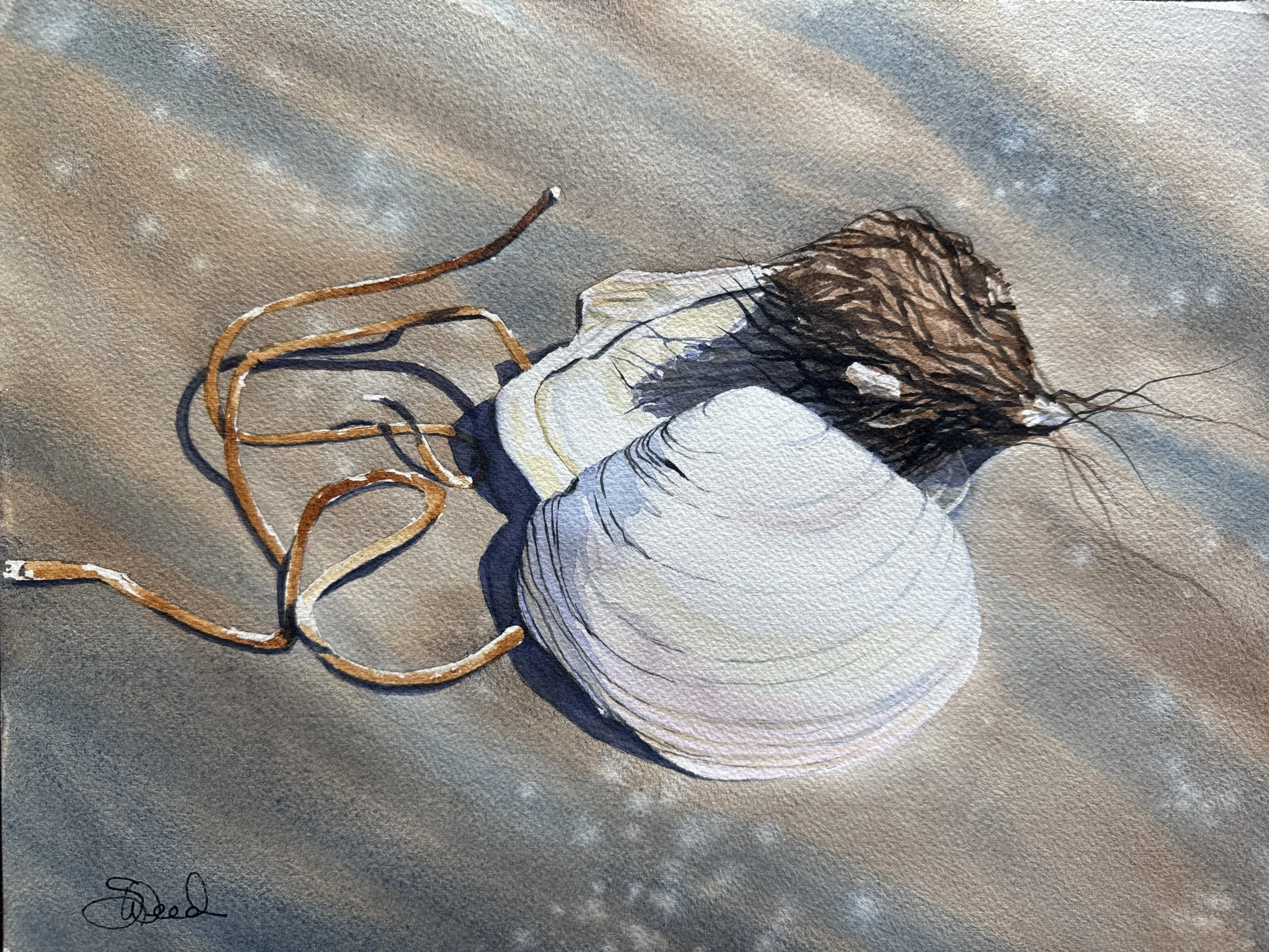  Coastal Treasures 
 11 in x 14 in (28 cm x 36 cm)
 Watercolor