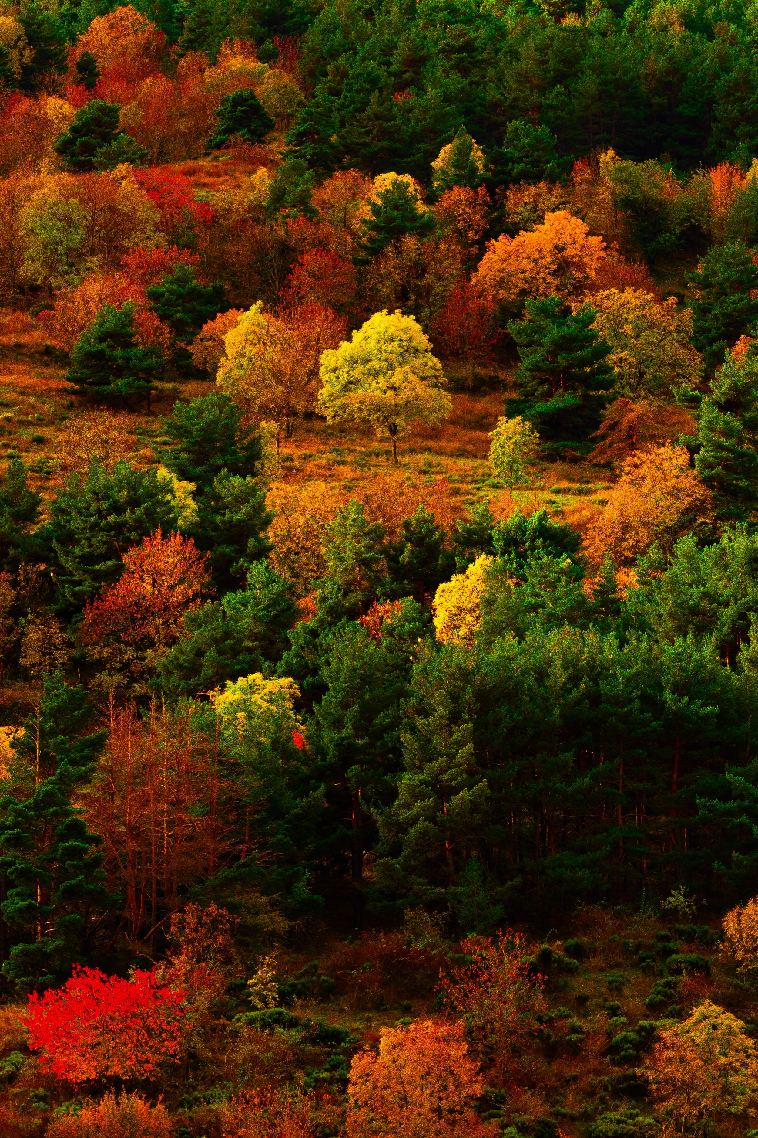 Paisaje de bosque con árboles en colores otoñales, como verde, amarillo, rojo y naranja, en una colina o montaña.