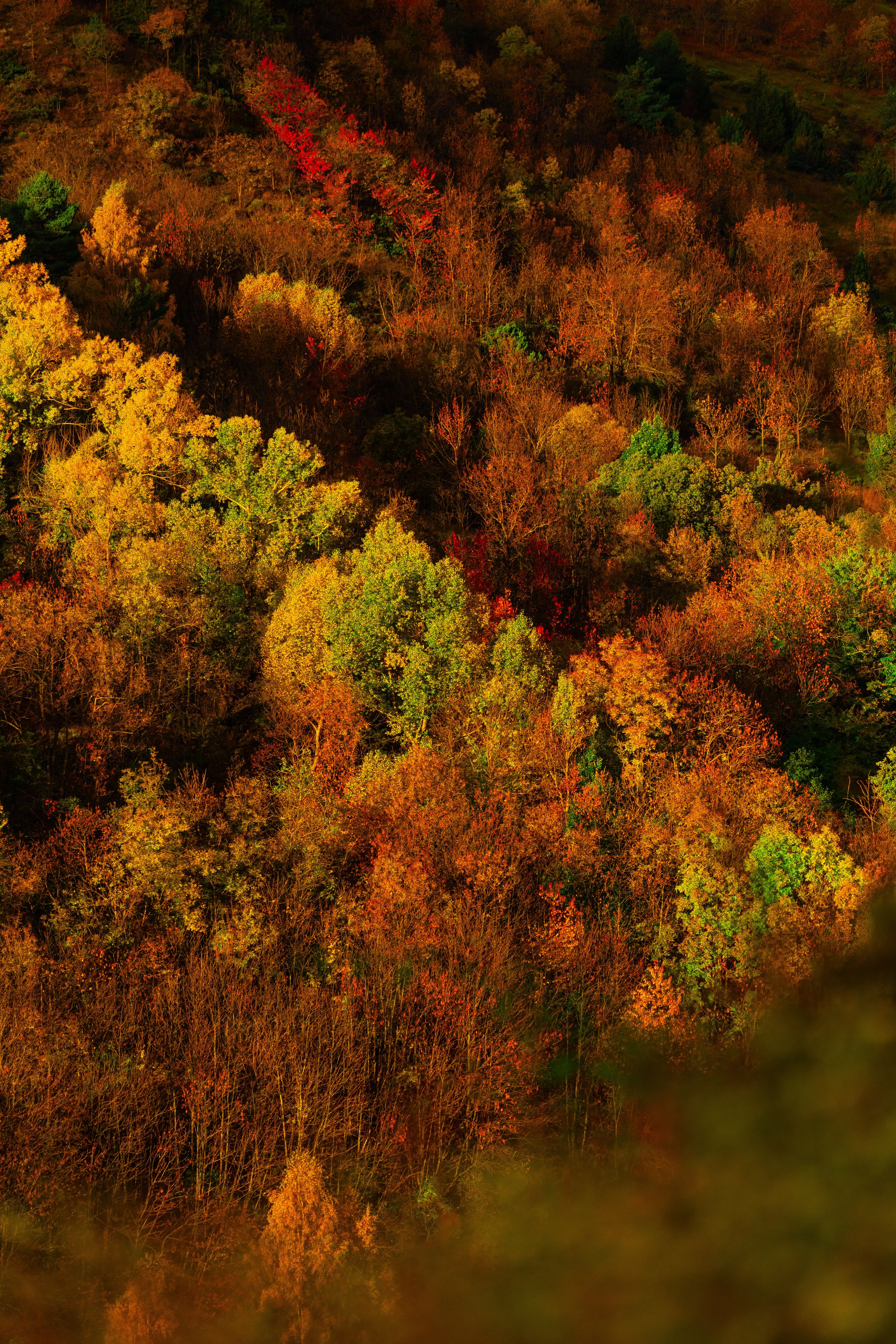 Vista aérea de un bosque en otoño con árboles de diferentes colores, principalmente naranja, amarillo, rojo y verde.