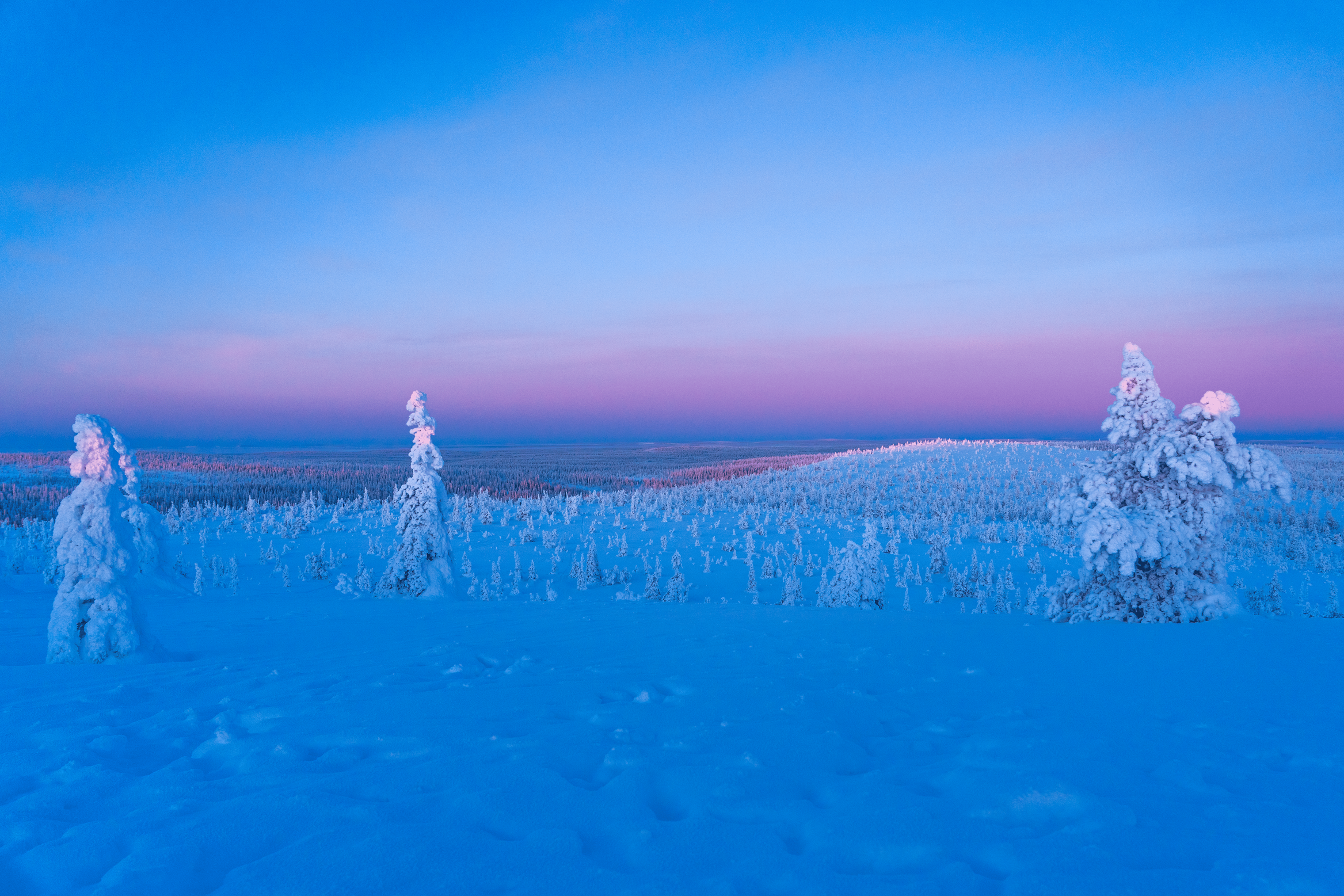 Paisaje invernal con árboles cubiertos de nieve bajo un cielo despejado en tonos rosados y azules al atardecer