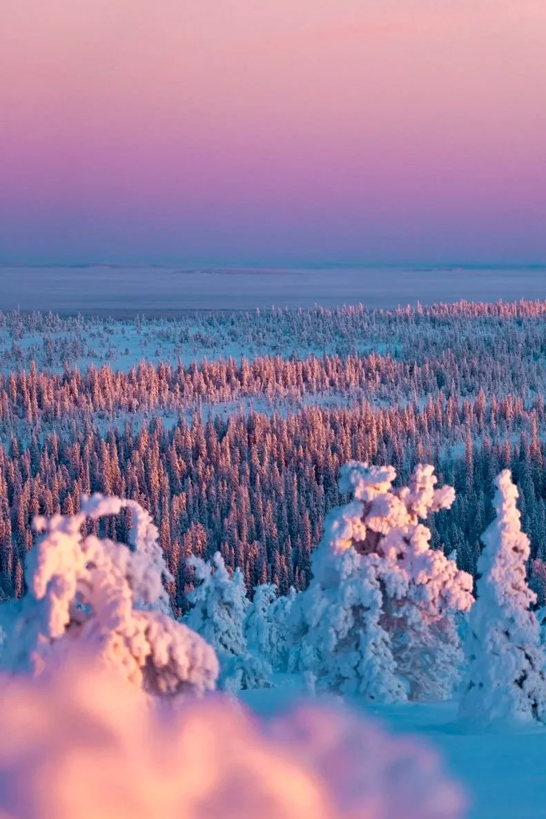Paisaje invernal con árboles cubiertos de nieve bajo un cielo con tonos rosados y violetas al atardecer.
