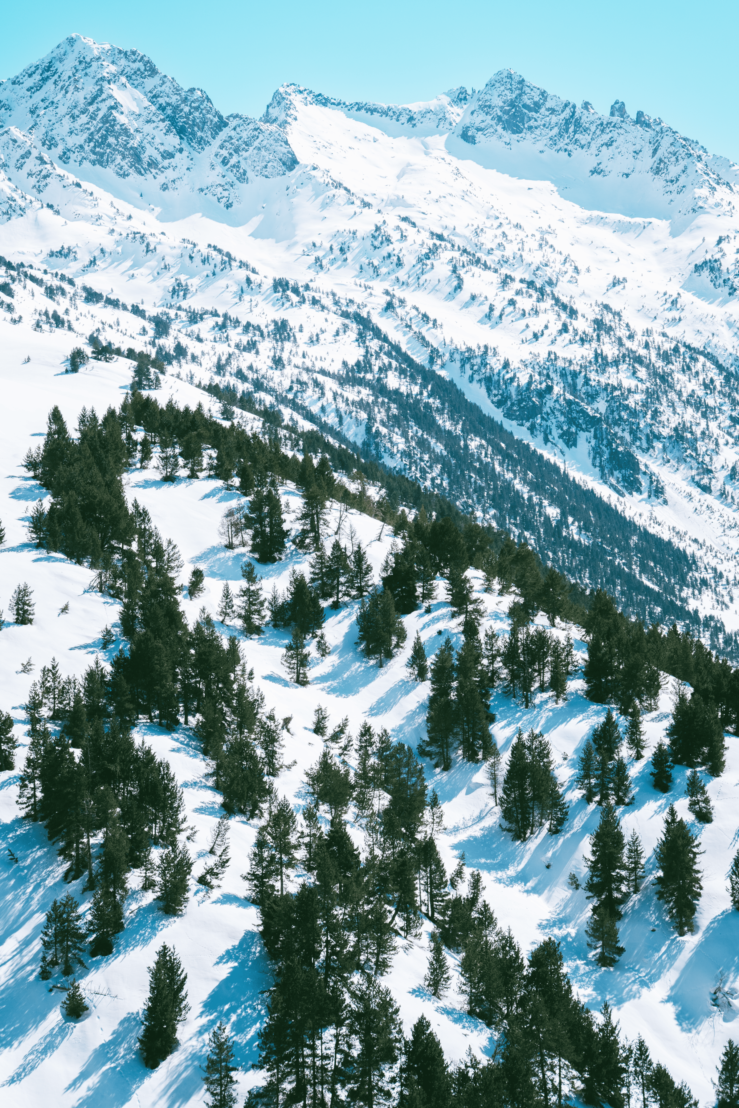 Montañas con picos nevados y bosque de árboles en primer plano bajo un cielo despejado.