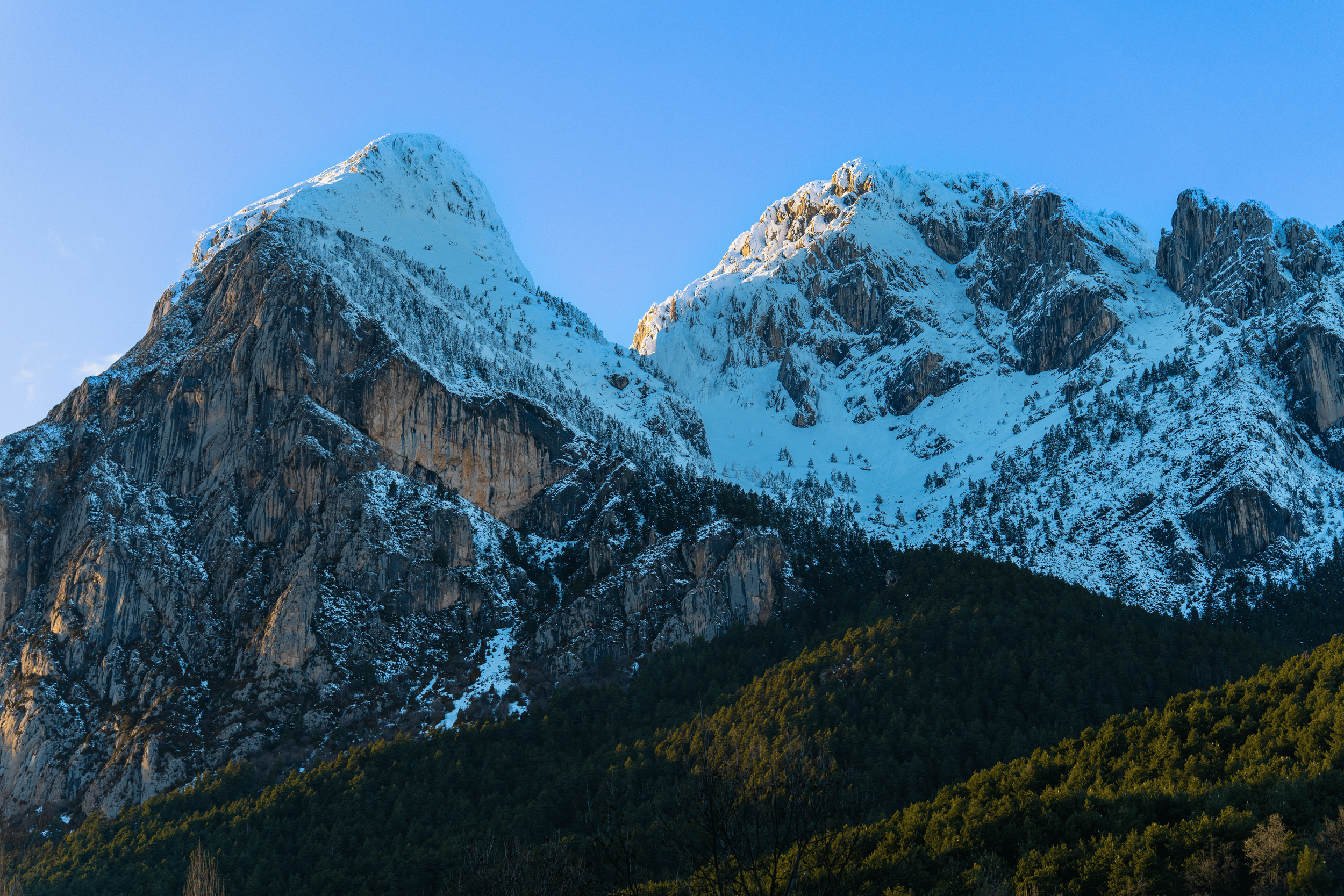 Montañas nevadas con pinos en la base y cielo despejado.
