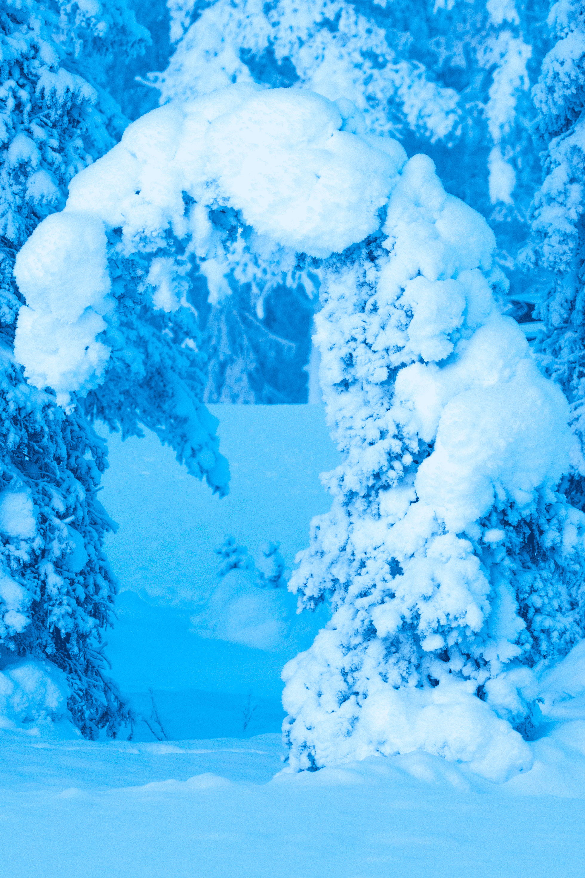 Paisaje de árboles cubiertos de nieve, formando un arco en un entorno invernal.