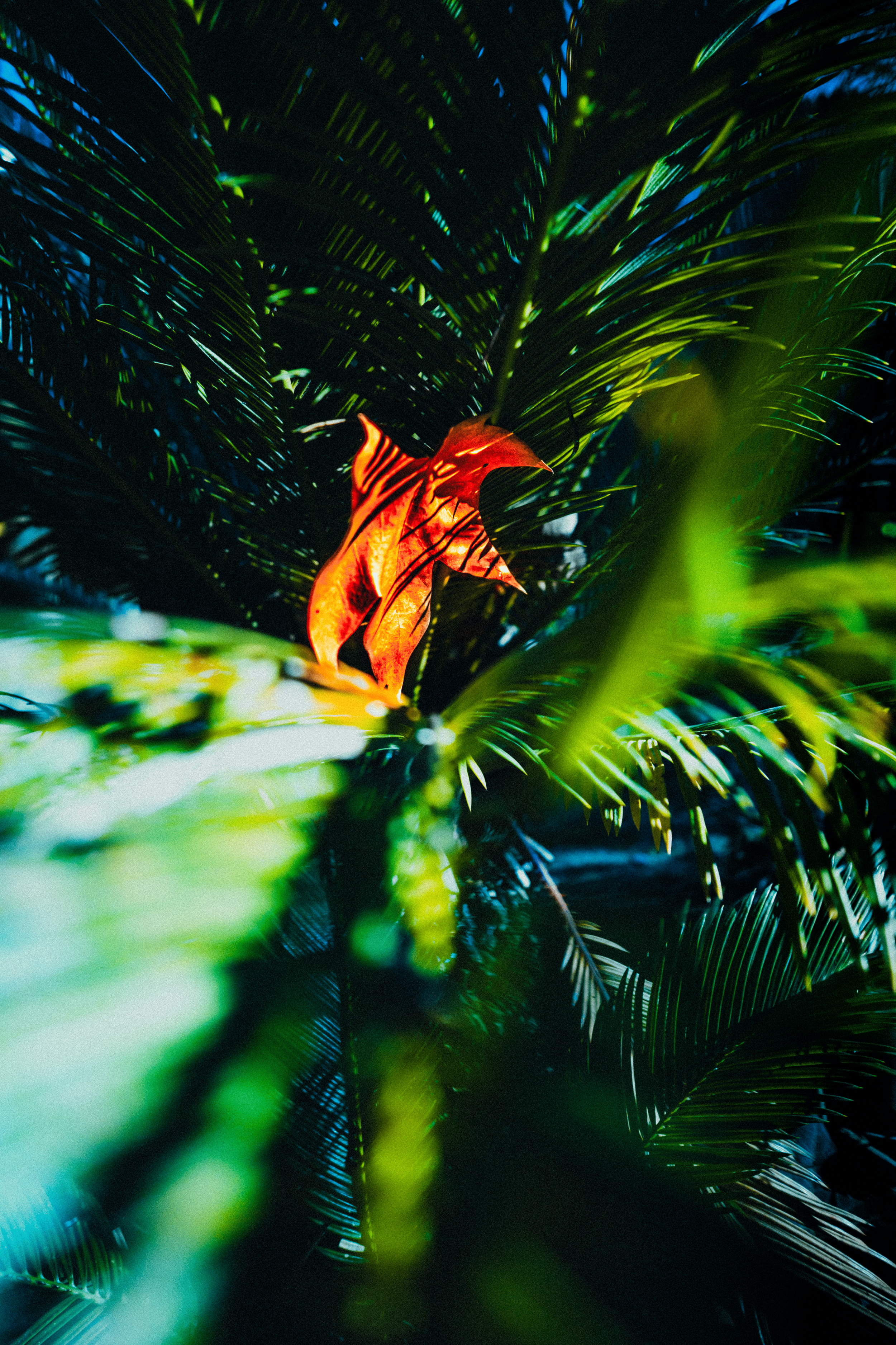 Hoja de color naranja en medio de follaje verde y oscuro