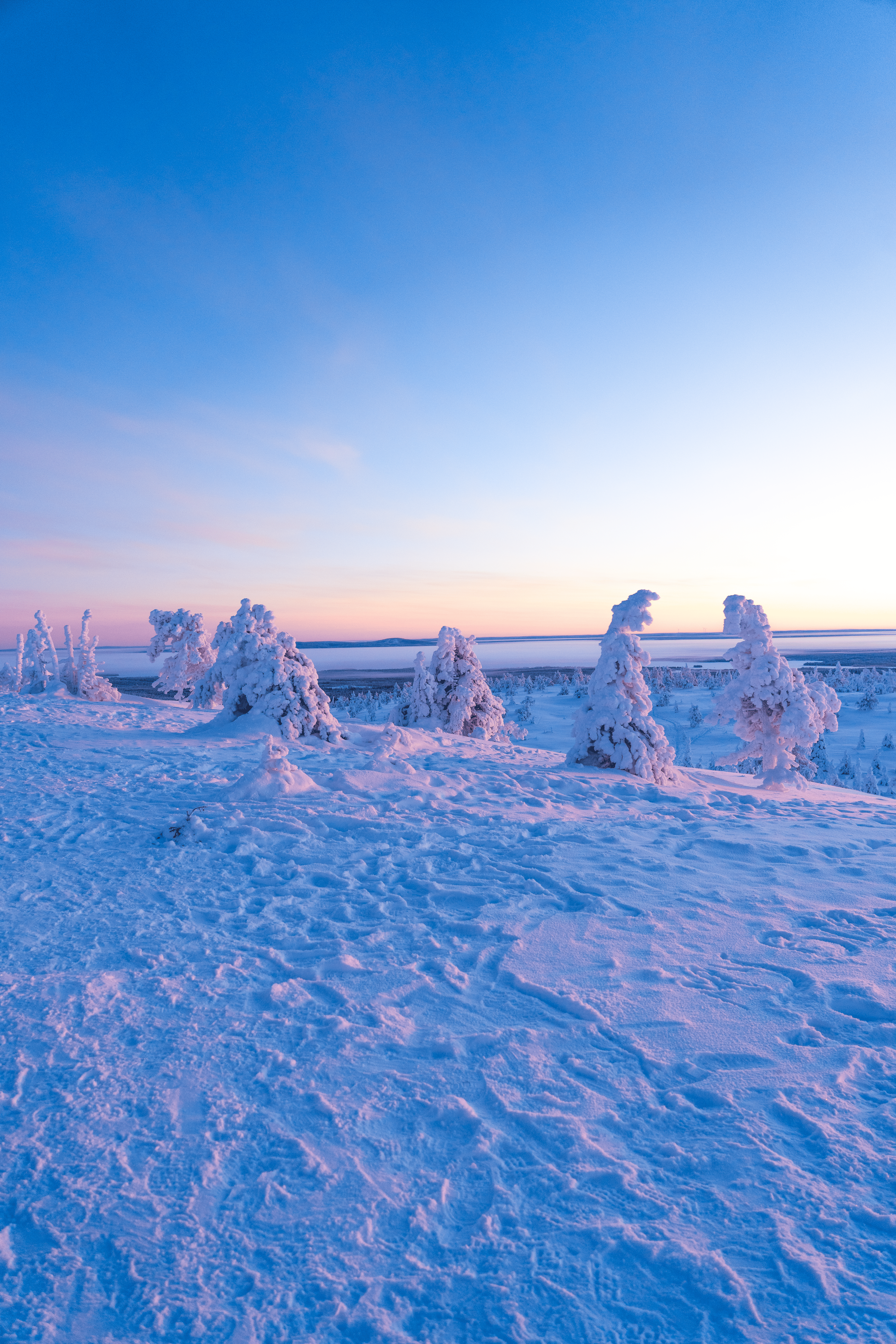 Paisaje invernal con nieve y árboles cubiertos de nieve bajo un cielo despejado con tonos rosados y azules.