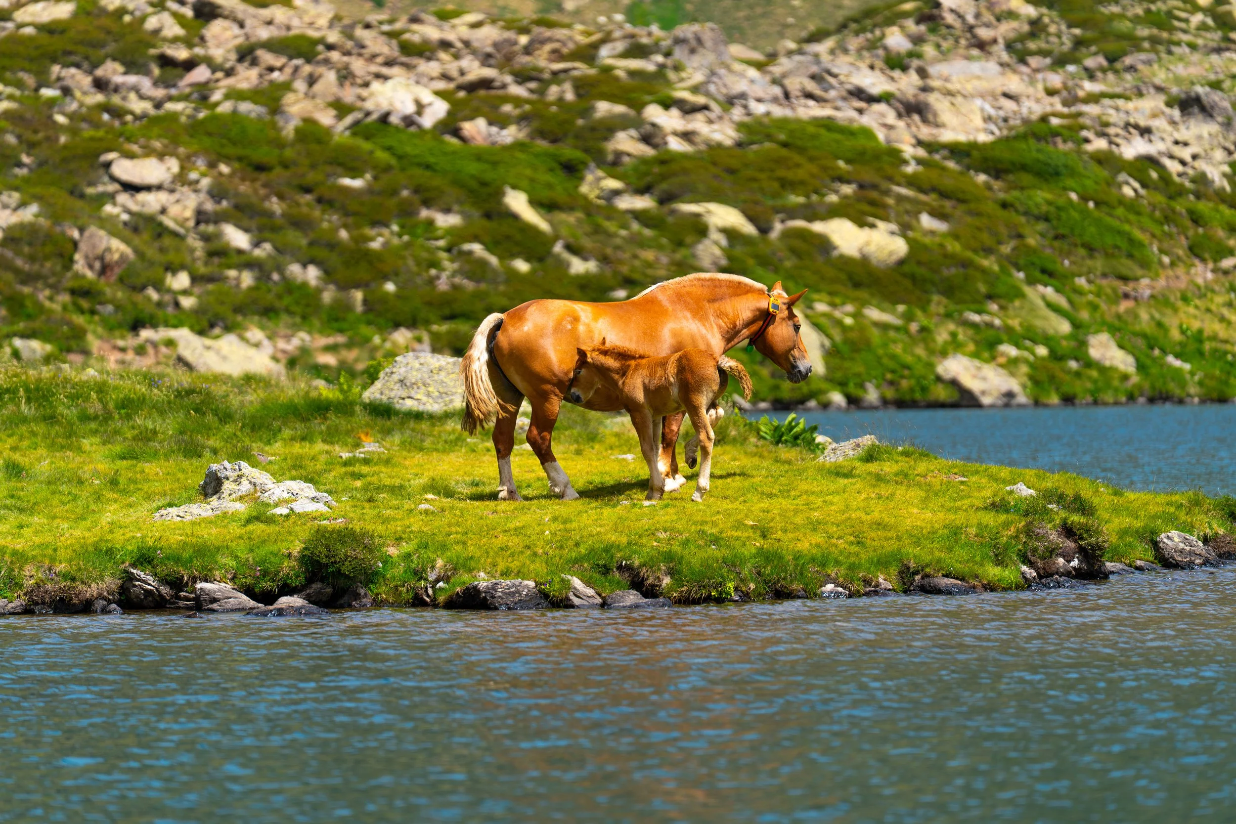 Un caballos marrón con un potro en un paisaje de montaña, junto a un lago, rodeados de hierba verde, rocas y montañas en el fondo.
