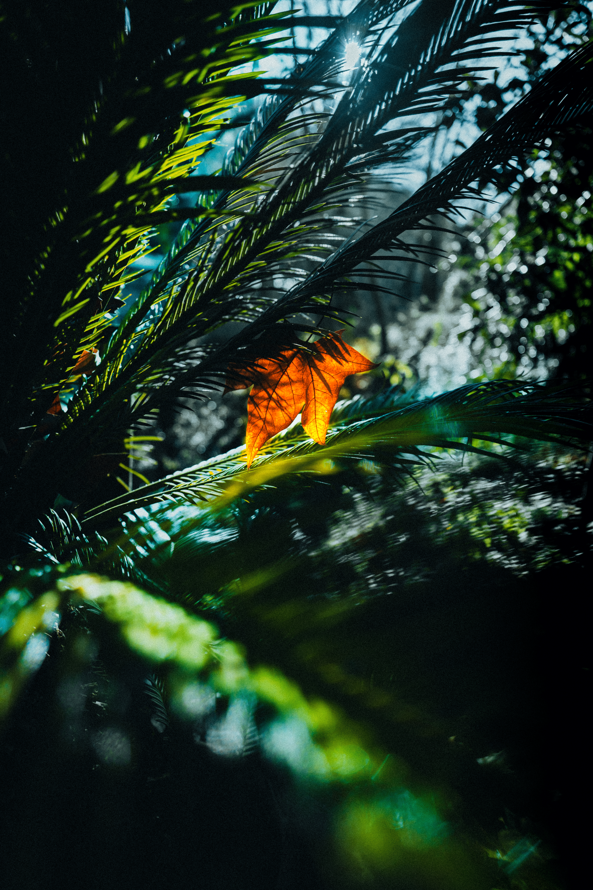 Hoja de árbol anaranjada en medio de plantas verdes en una selva con luz filtrada por las hojas.