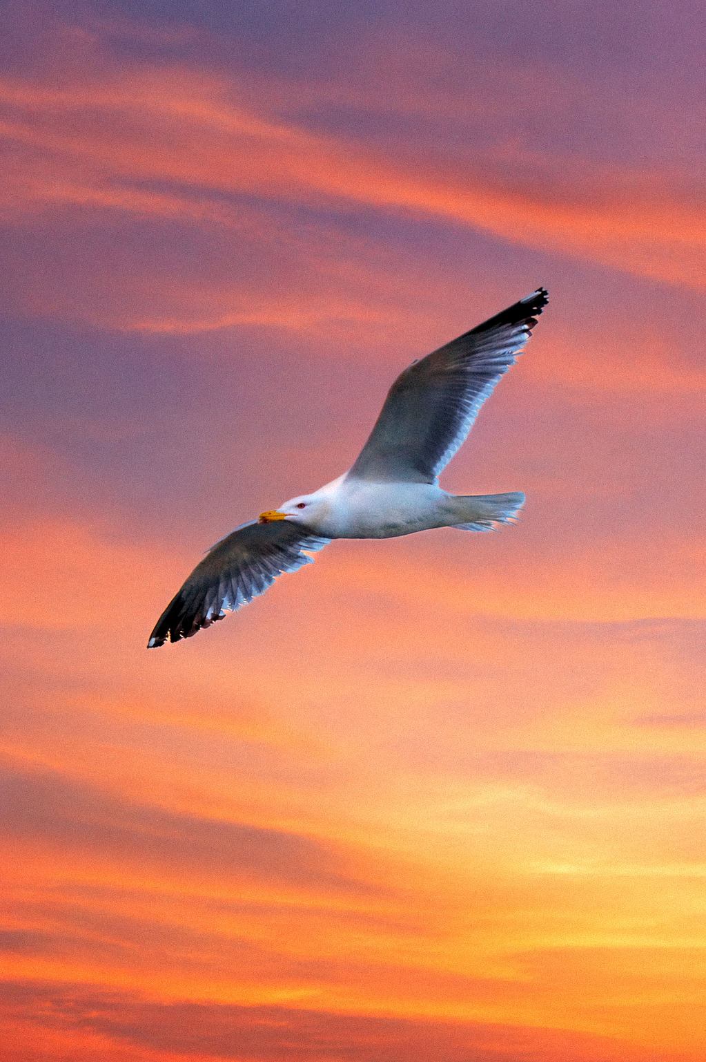 Una gaviota volando en el cielo con un atardecer con nubes coloridas de tonos rosados, naranjas y morados.