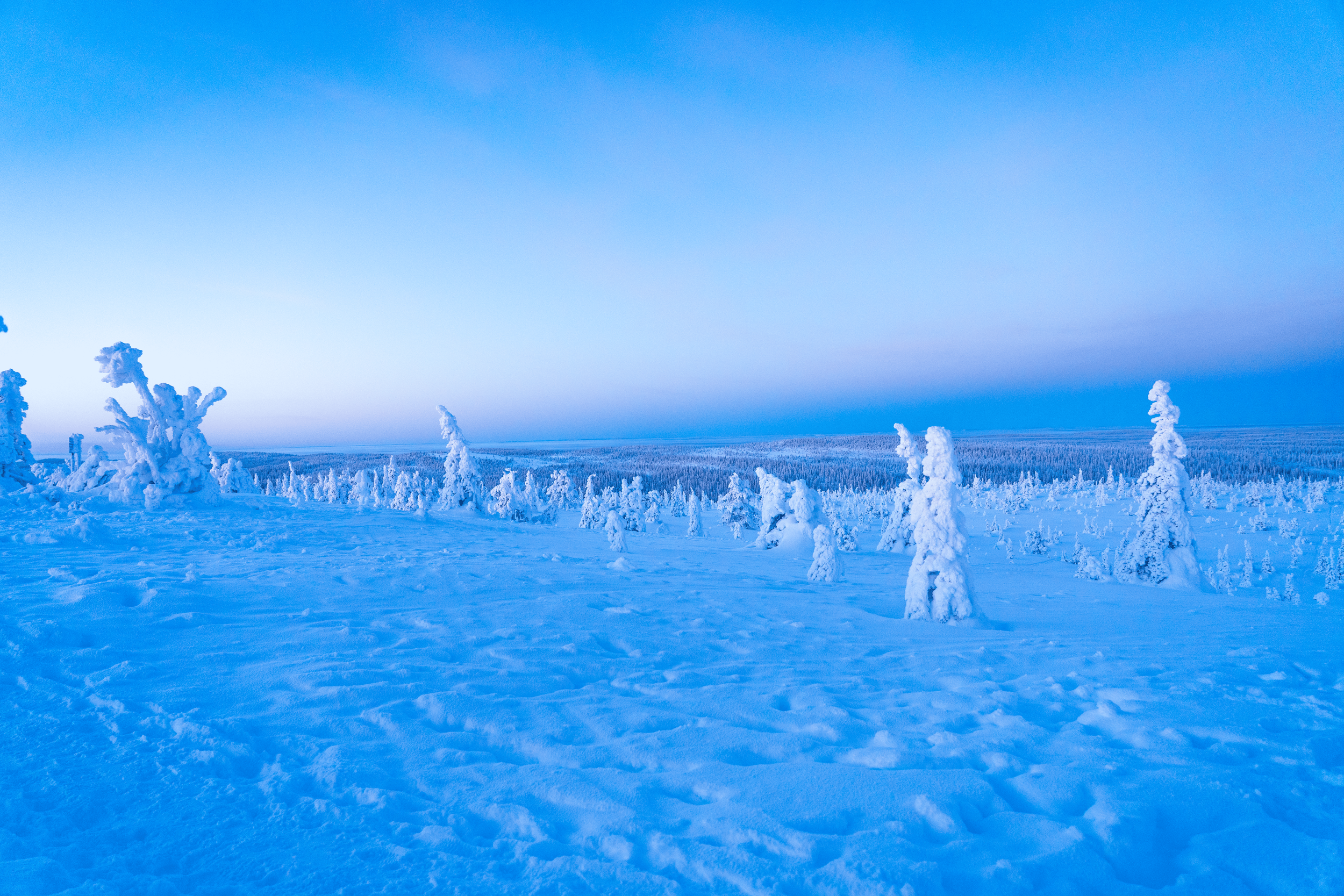 Un paisaje invernal con árboles cubiertos de nieve en un terreno extenso y planos, con un cielo despejado de tonos azules
