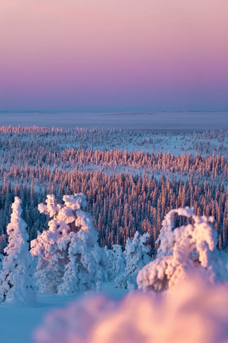 Paisaje nevado con árboles cubiertos de nieve en primer plano y un cielo en tonos rosas y lilas sobre un bosque.
