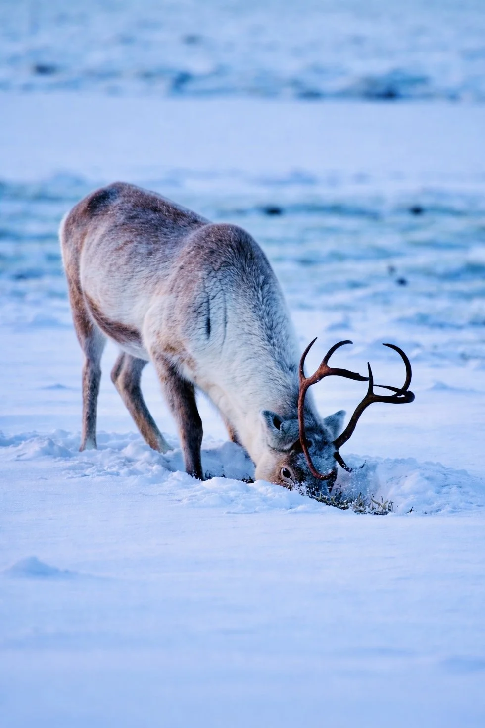Rencon en la nieve con astas.