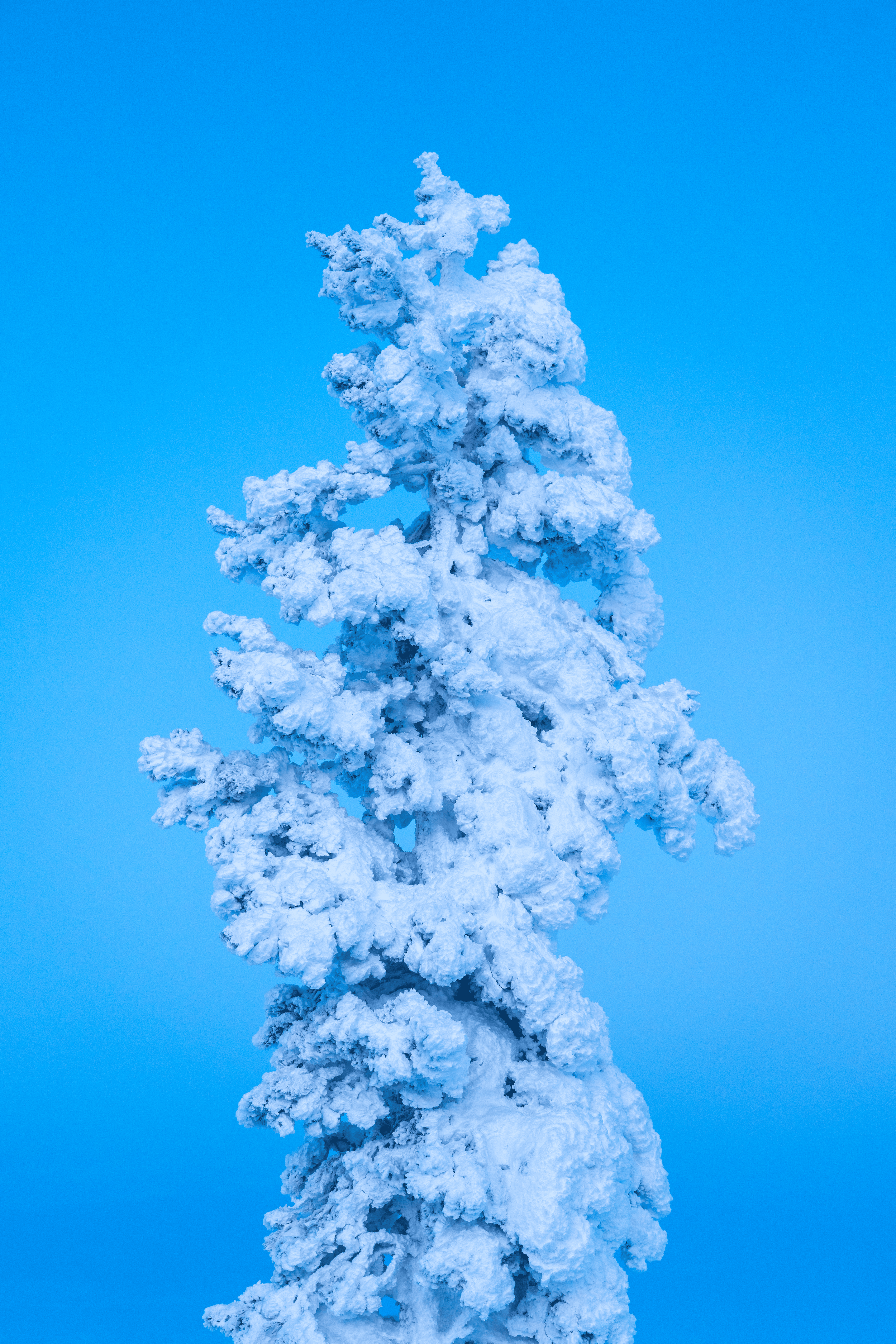 Árbol cubierto de nieve contra un cielo azul claro.