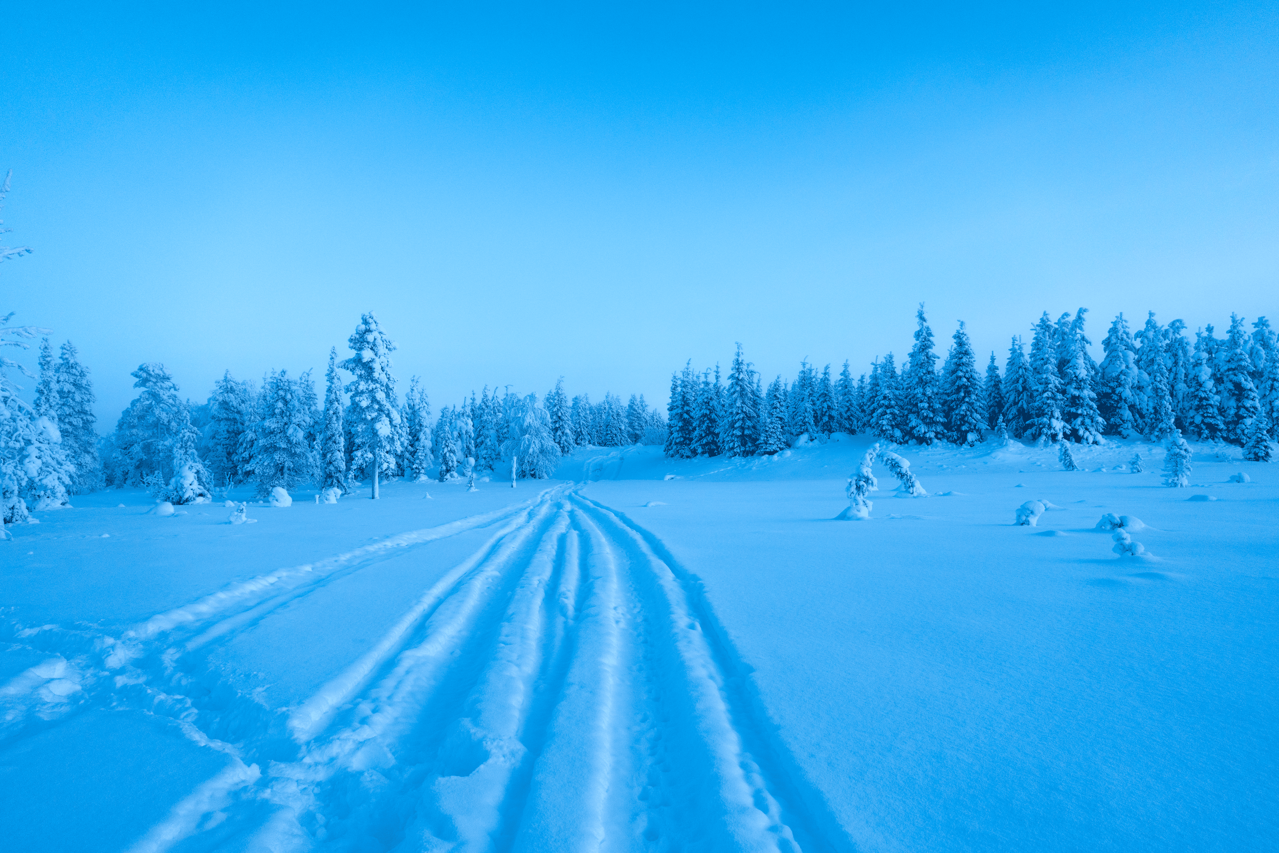 Camino cubierto de nieve en un bosque nevado con árboles cubiertos de nieve bajo un cielo azul