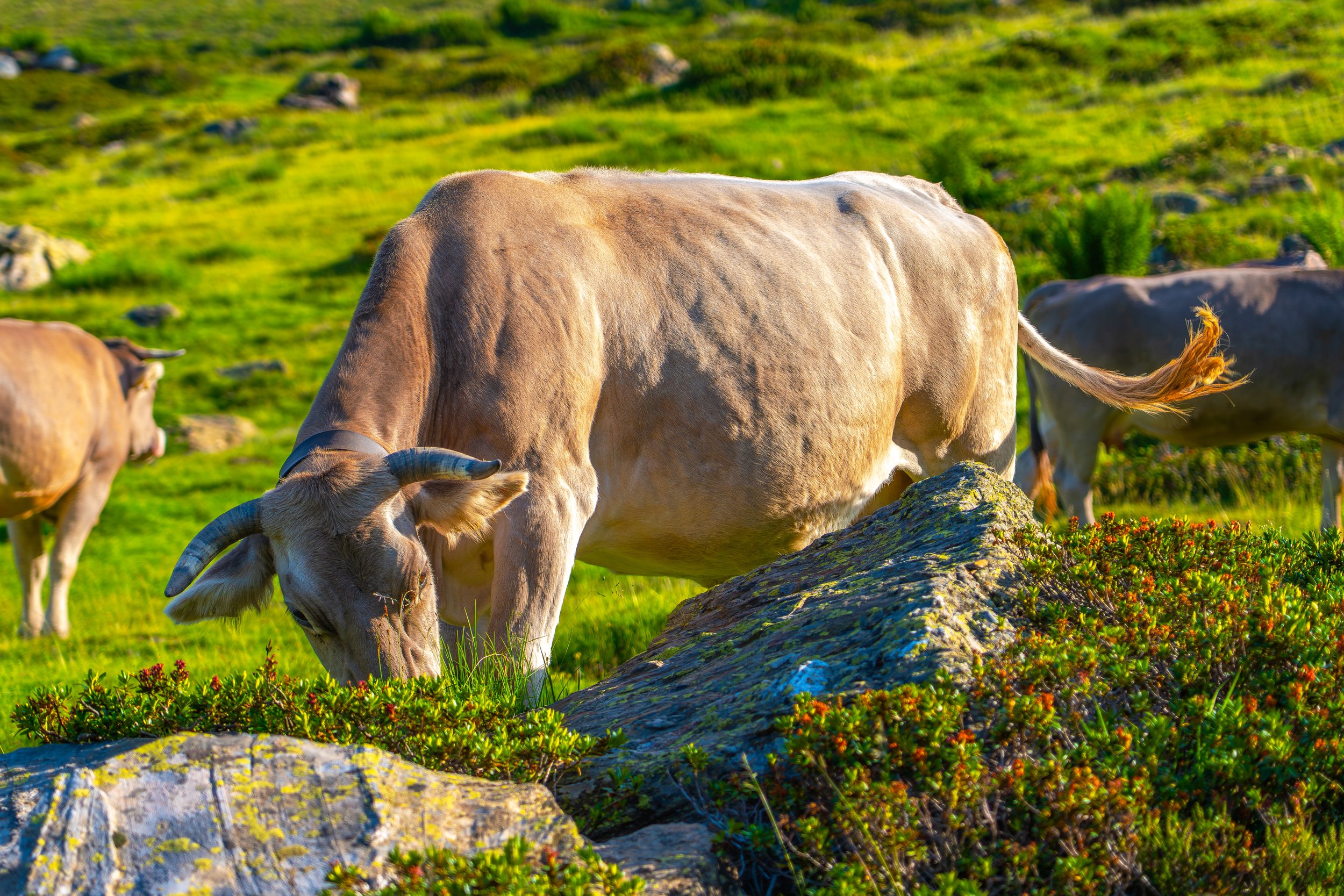 Vacas pastando en un prado verde con rocas y vegetación, durante el día.