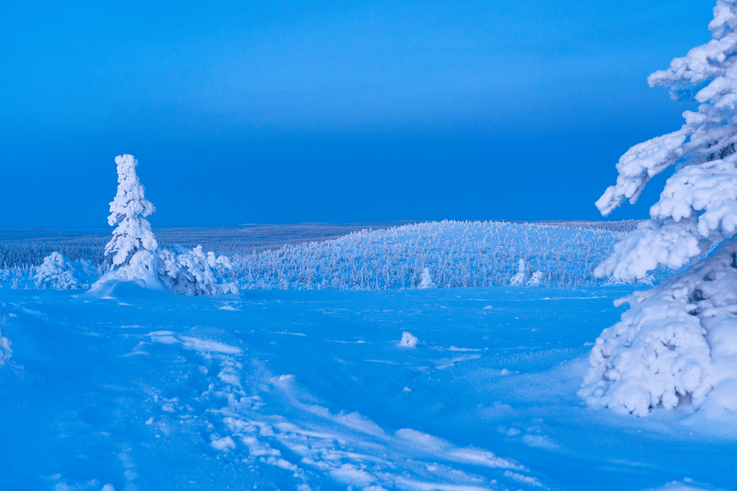 Paisaje invernal con árboles cubiertos de nieve, campo nevado y cielo nublado en el fondo.