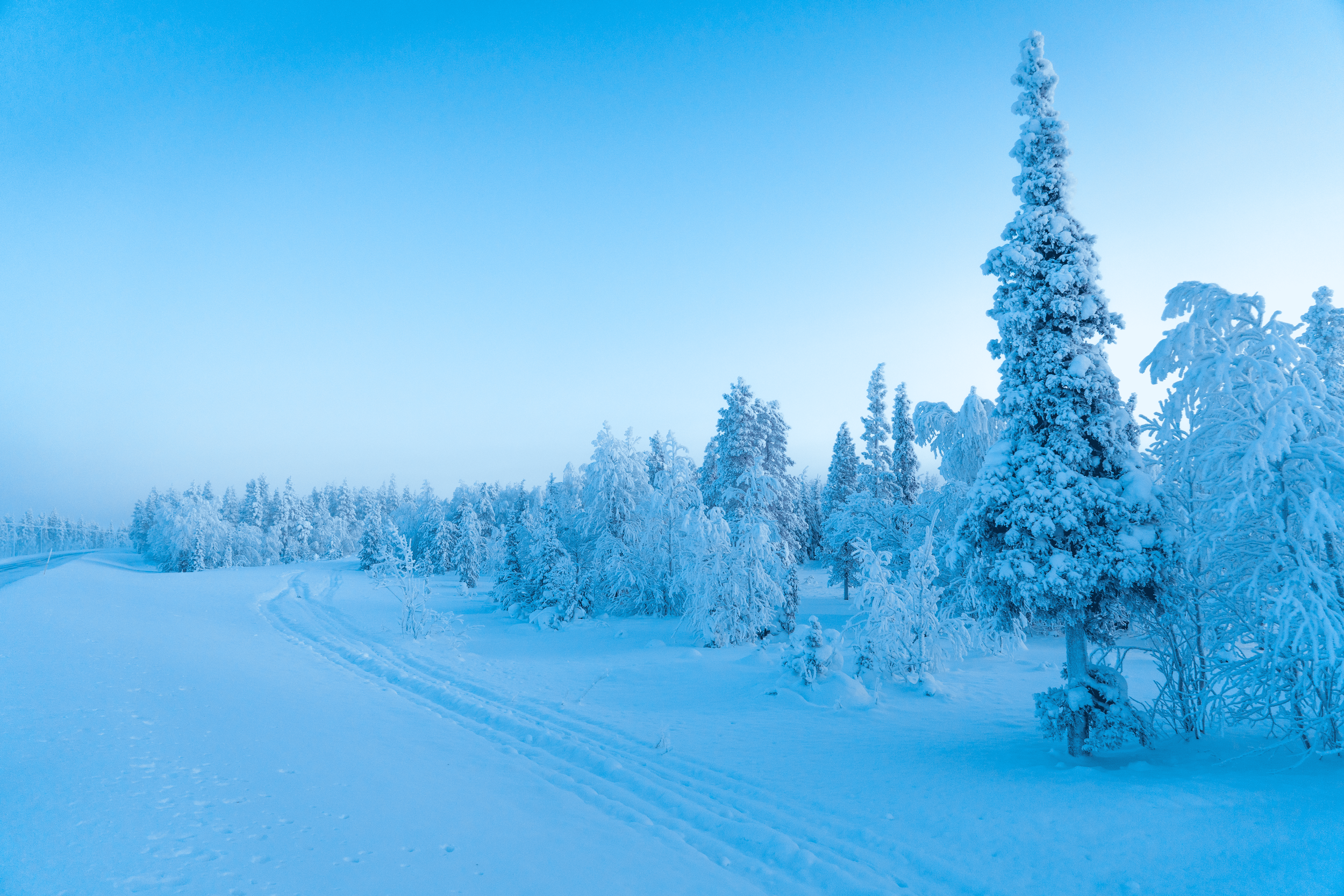 Paisaje de invierno con árboles cubiertos de nieve y huellas en la nieve en un cielo despejado.