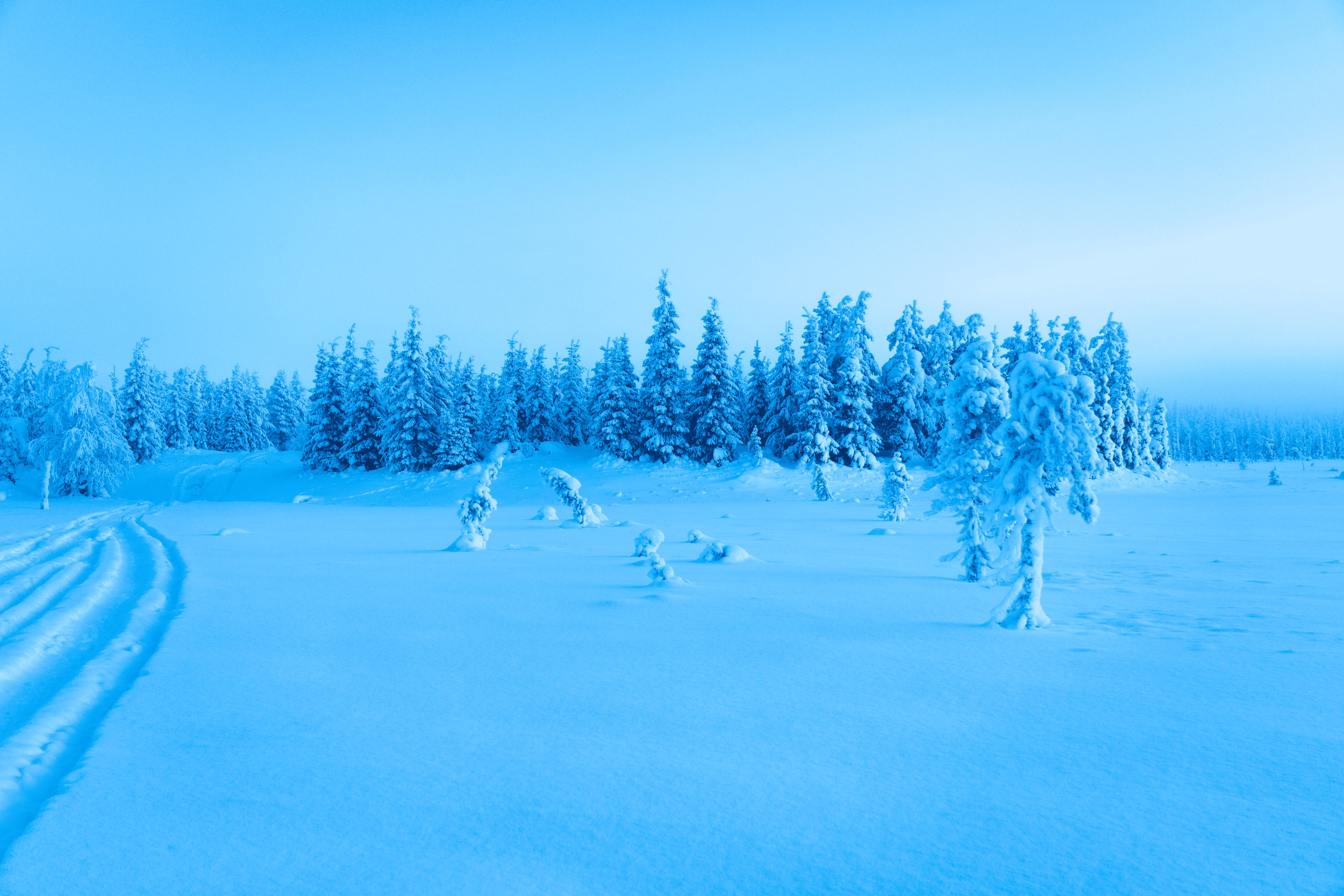 Campos cubiertos de nieve con árboles cubiertos de nieve en el fondo y huellas en la nieve en primer plano.