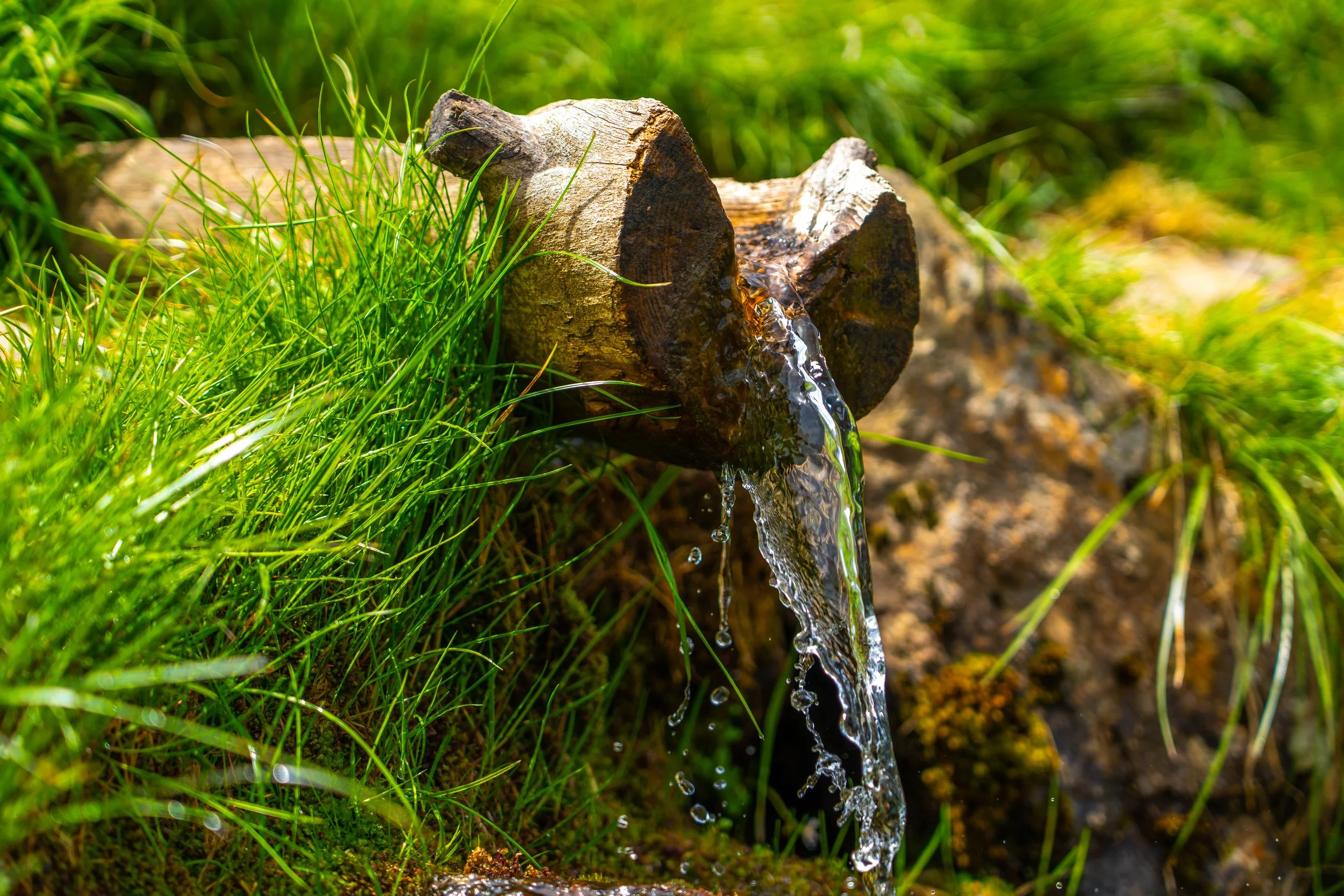Un tronco de árbol con agua fluyendo por uno de sus lados sobre hierba verde en un entorno al aire libre.
