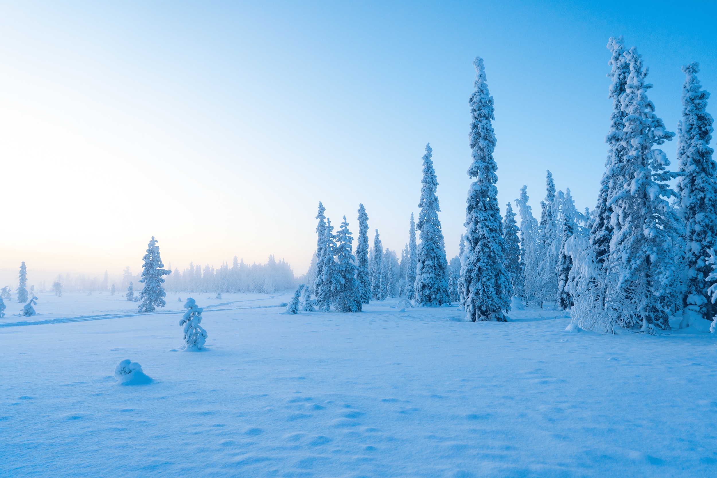 Paisaje de bosque con árboles cubiertos de nieve en un día soleado