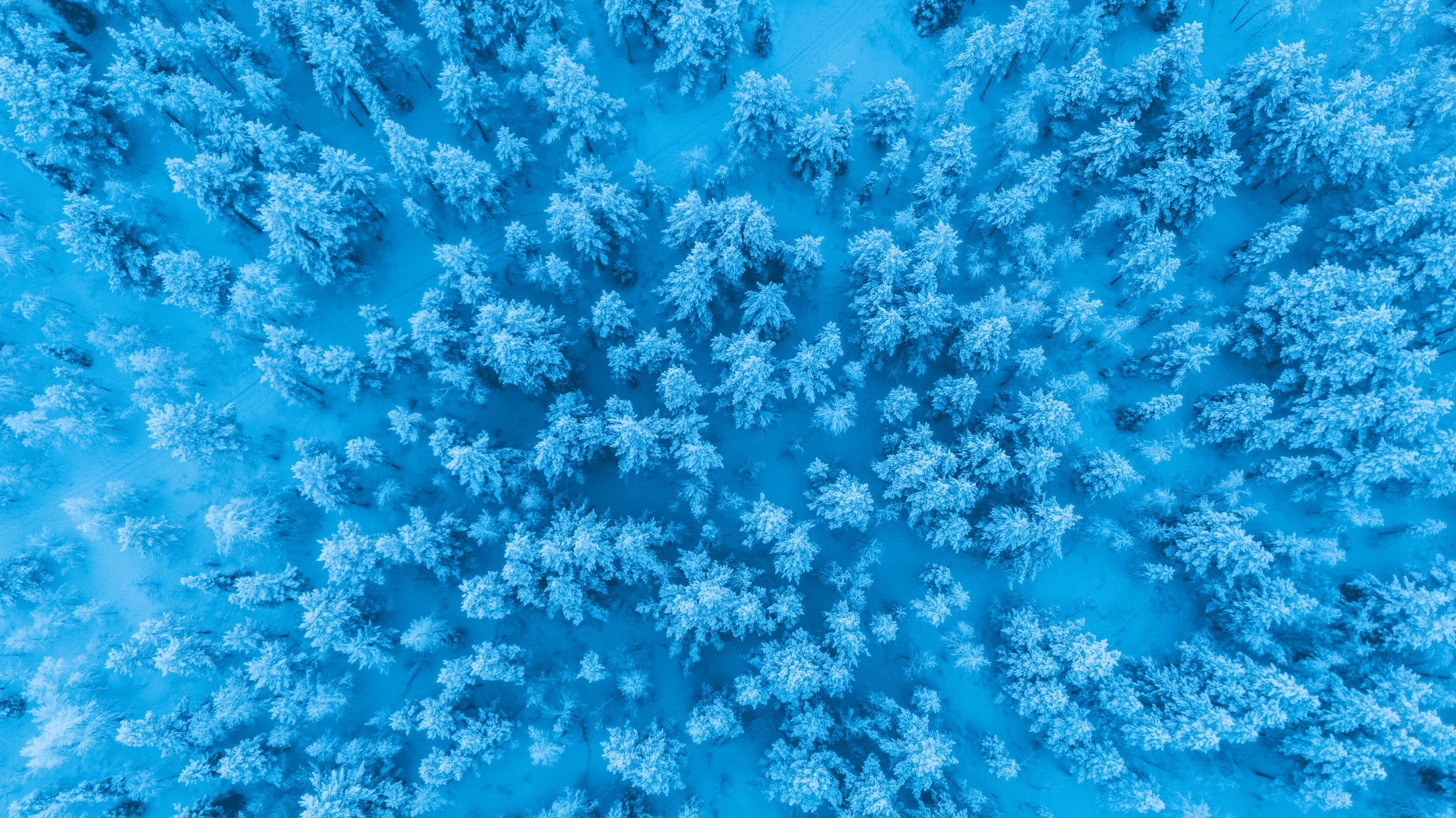 Vista aérea de un bosque cubierto de nieve, con árboles de diferentes tamaños y formas, en tonos azules y blancos.