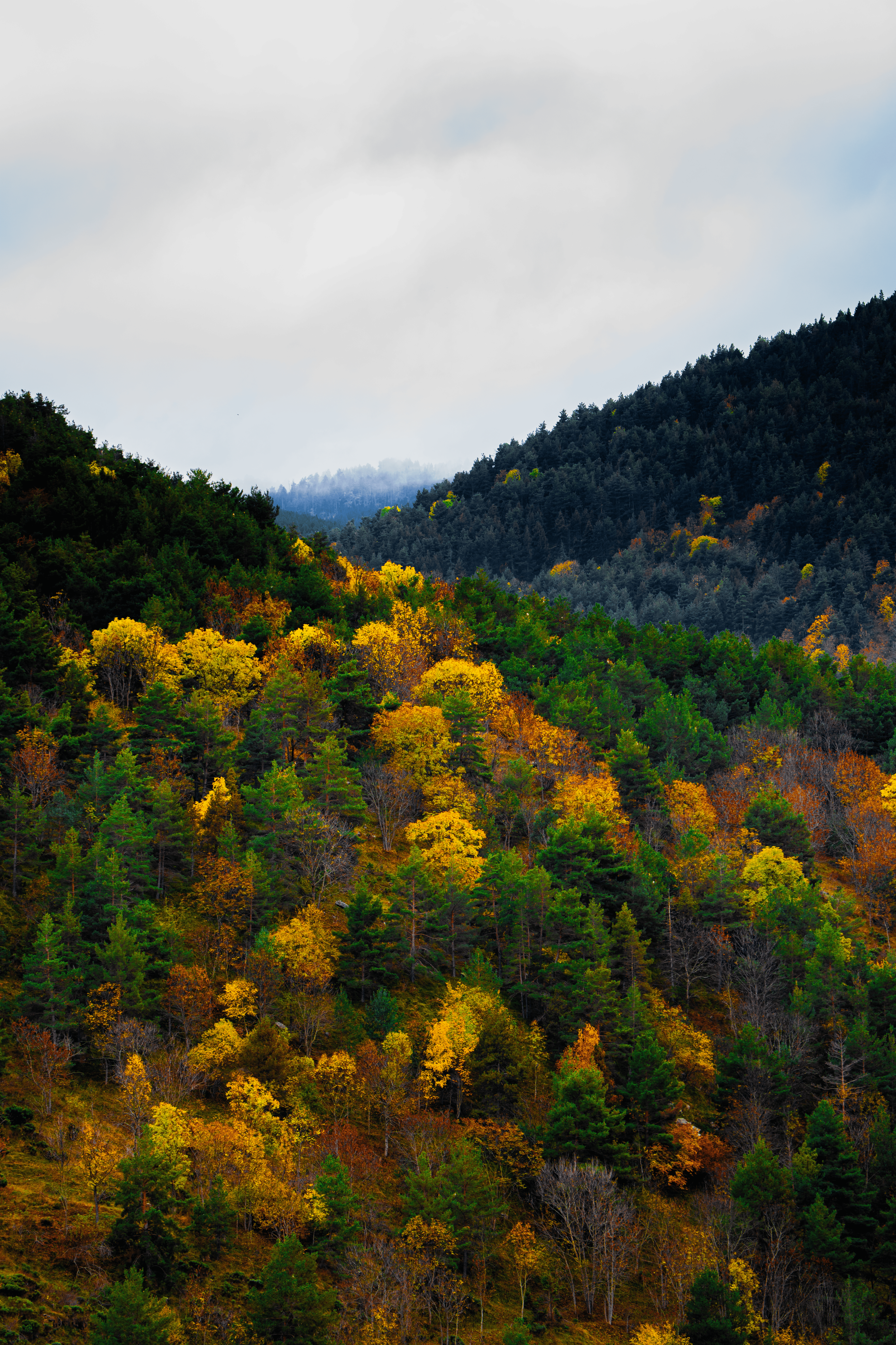 Montañas cubiertas de árboles en otoño, con hojas en tonos verdes, amarillos y marrones, bajo un cielo nublado.