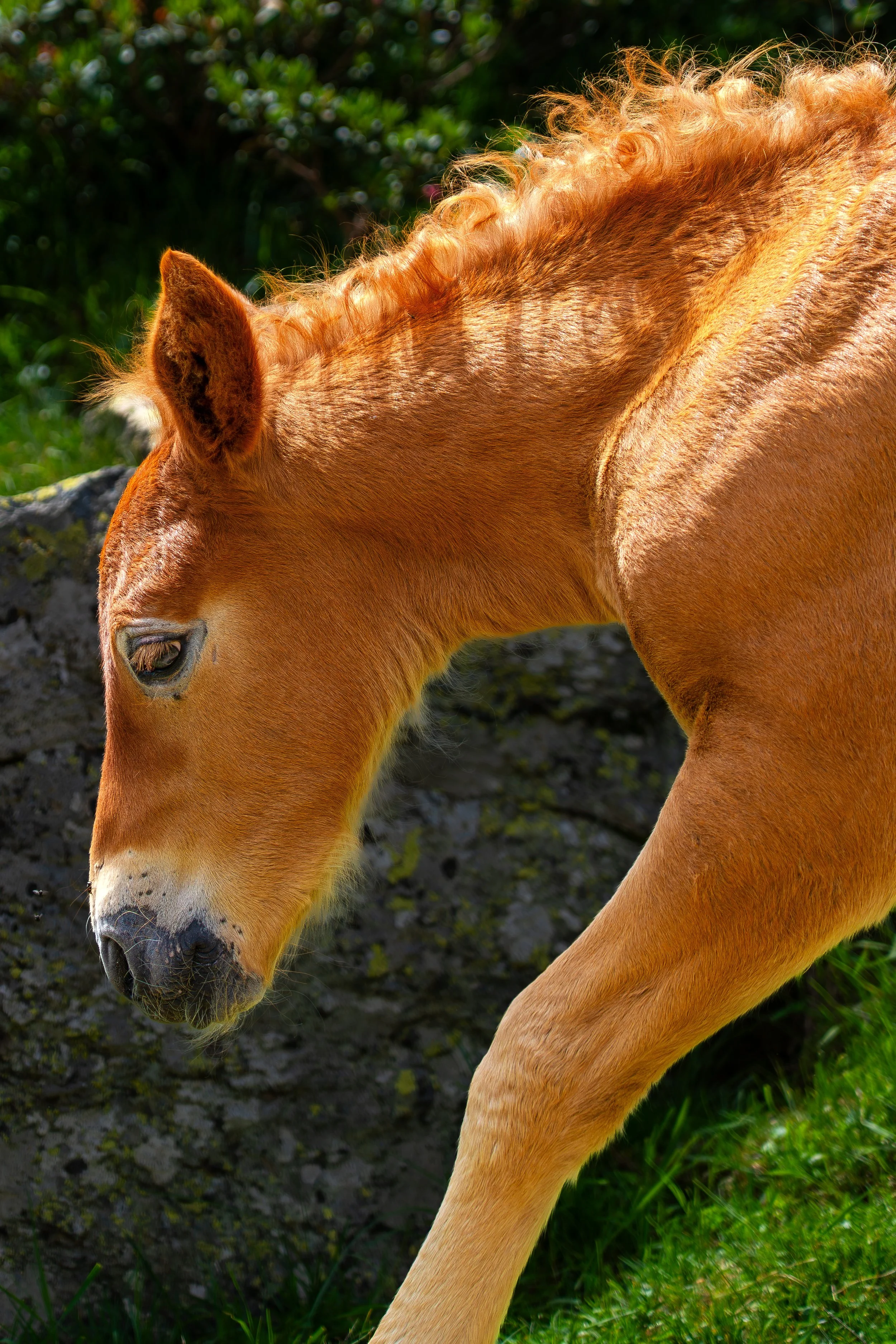 Caballo de color pardo claro con una melena rizada y cuello largo, en un entorno de césped y tierra.