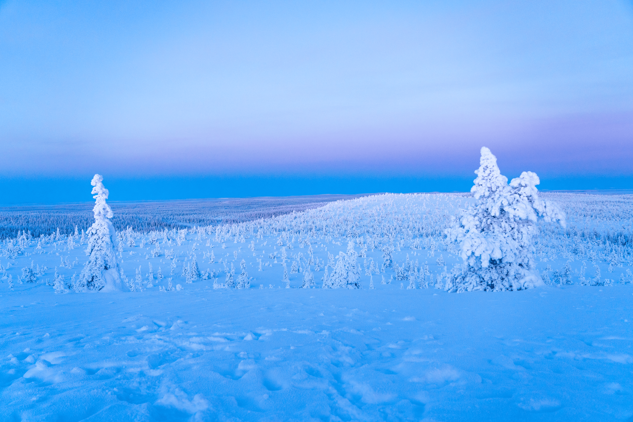 Paisaje de un bosque cubierto de nieve con árboles y un cielo con tonos rosados y azules.