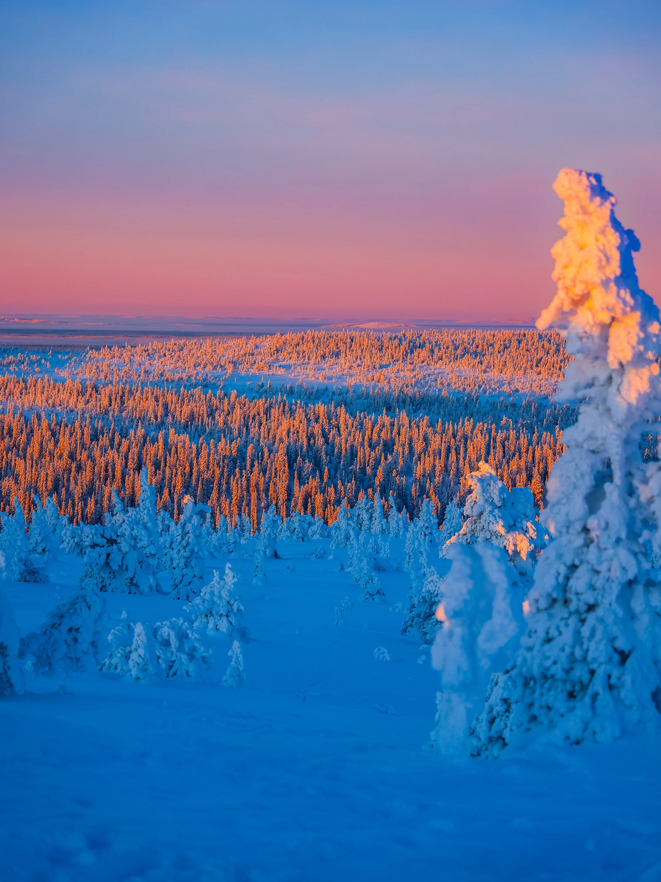 Paisaje invernal con árboles cubiertos de nieve y una columna de humo en el fondo, durante el atardecer con cielos en tonalidades rosadas y azules.