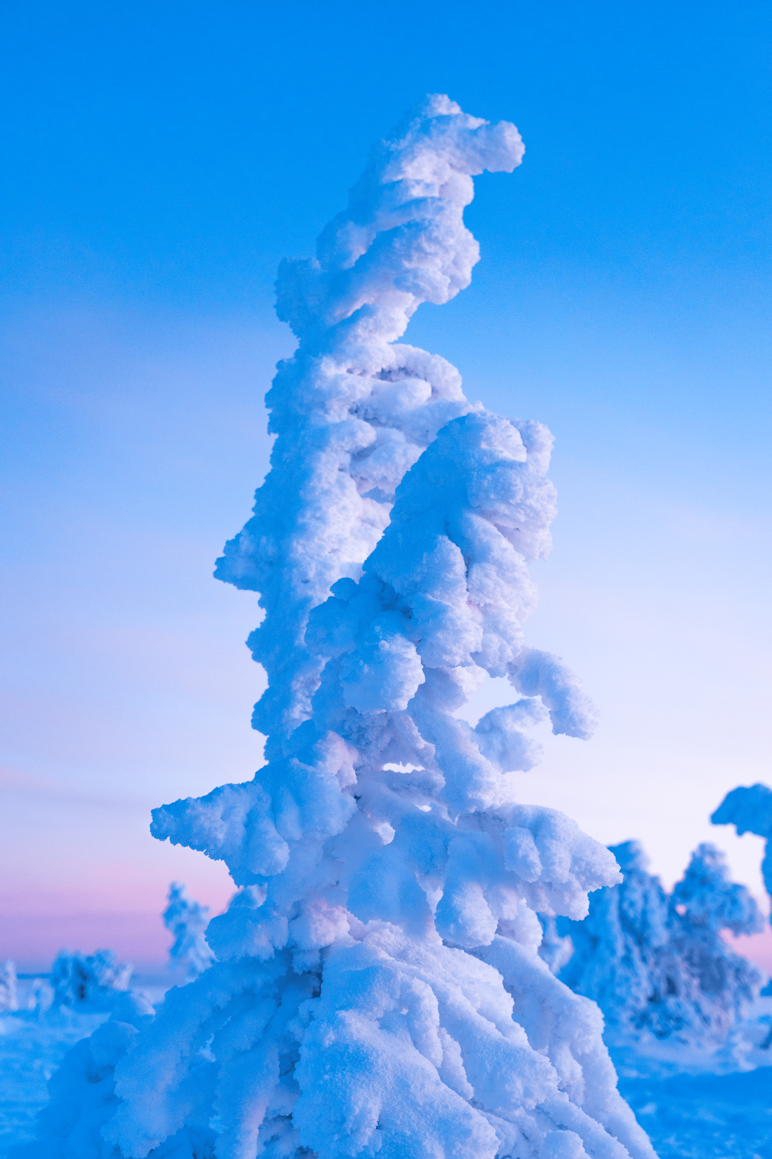 Árbol cubierto de nieve en un paisaje invernal con cielo azul.