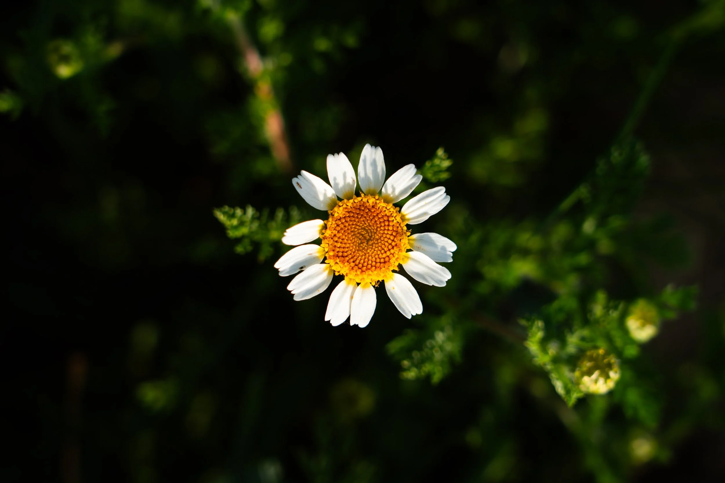 Una flor blanca con centro amarillo en un fondo de vegetación verde difusa.