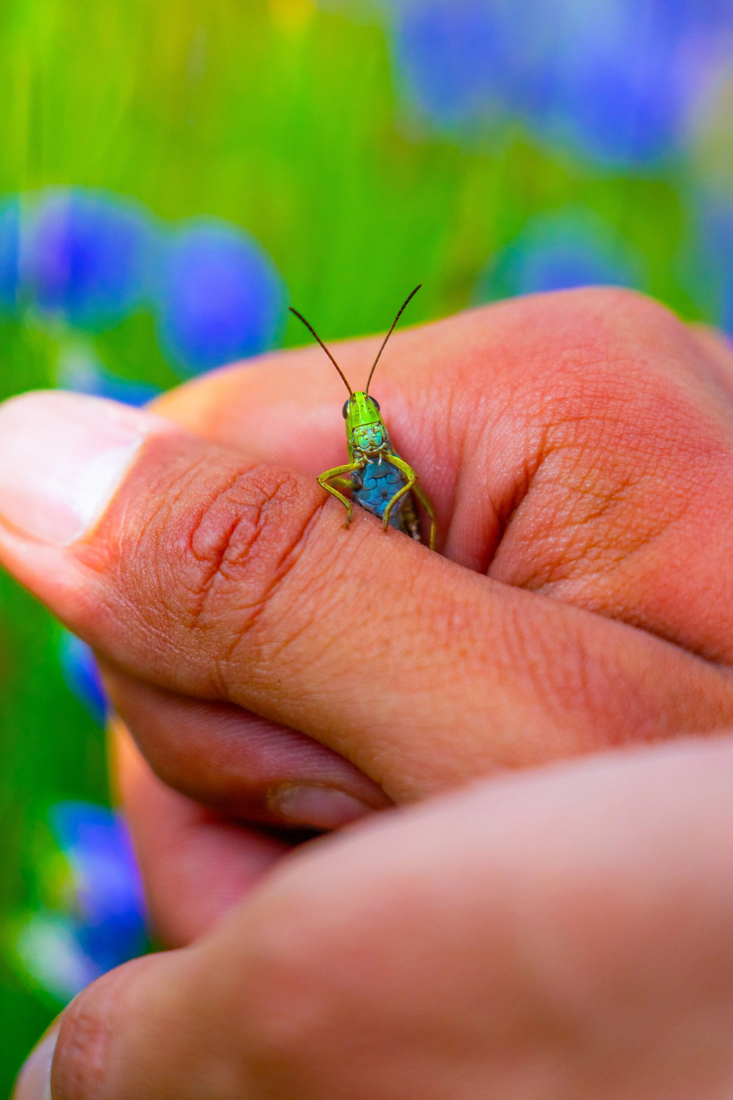 Una mano sosteniendo un insecto de colores verde y azul con antenas largas y delgadas sobre el dedo pulgar.
