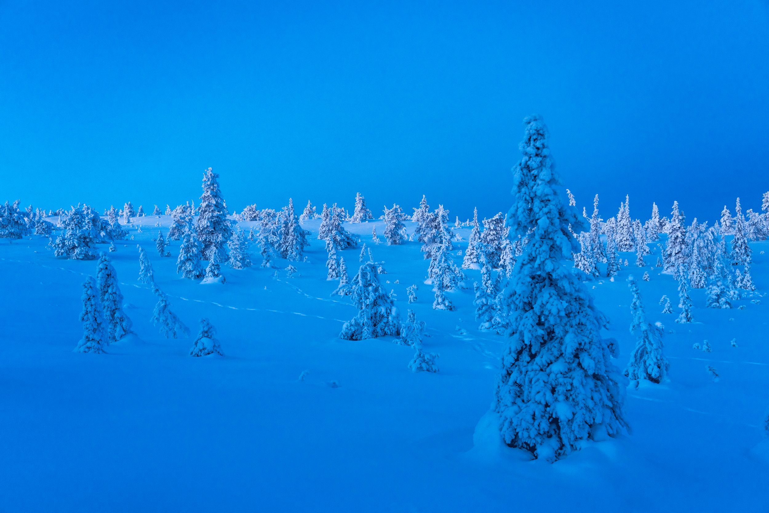 Paisaje invernal con árboles cubiertos de nieve en una ladera, cielo azul claro.