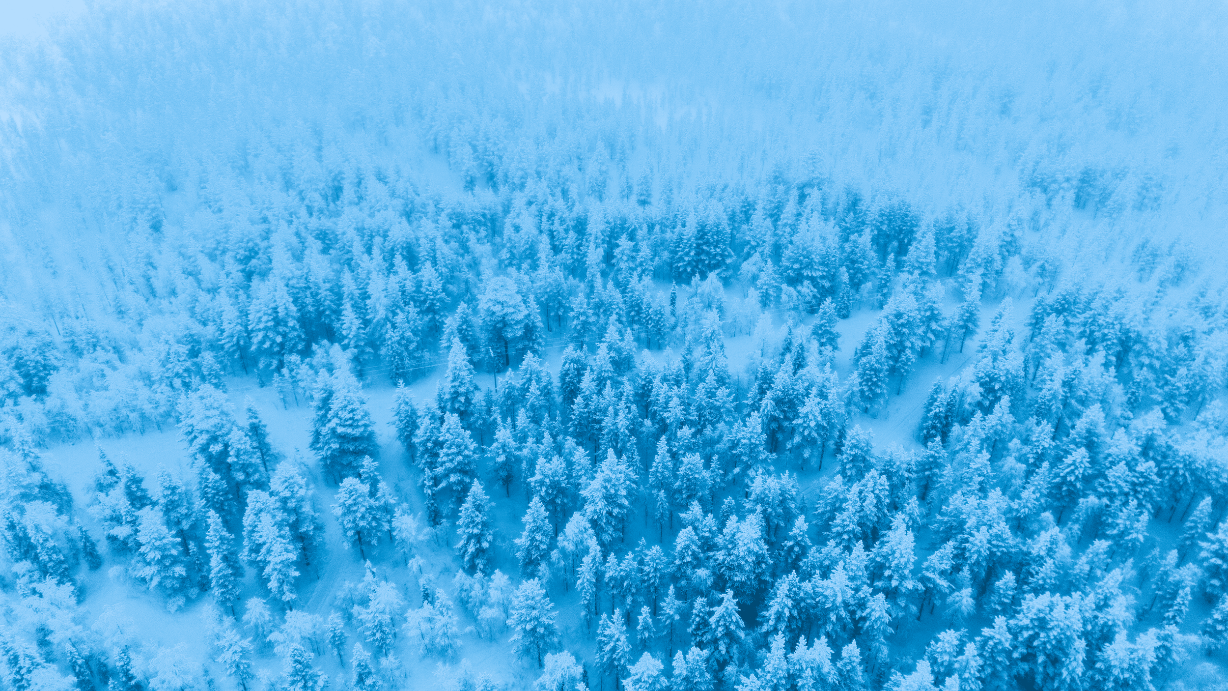 Vista aérea de un bosque cubierto de nieve en invierno con árboles de pino y senderos cubiertos de nieve.